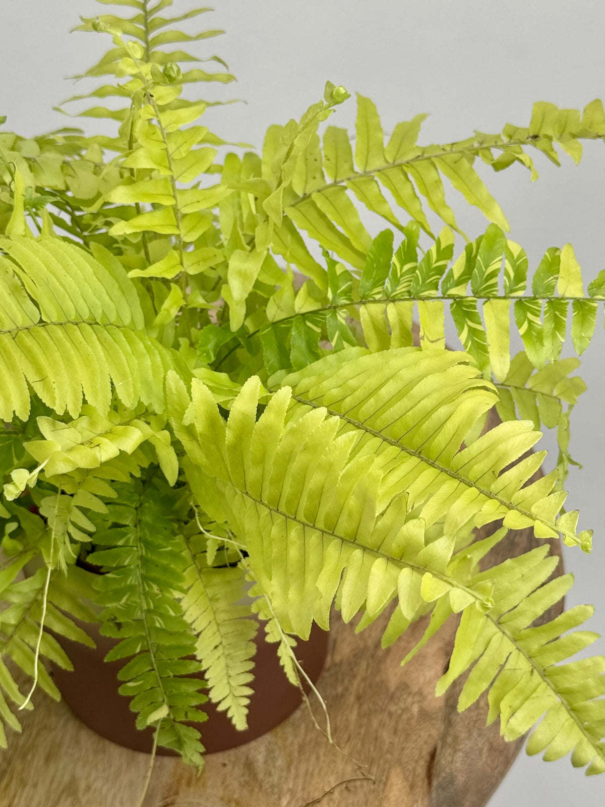 NEPHROLEPIS TIGER M12