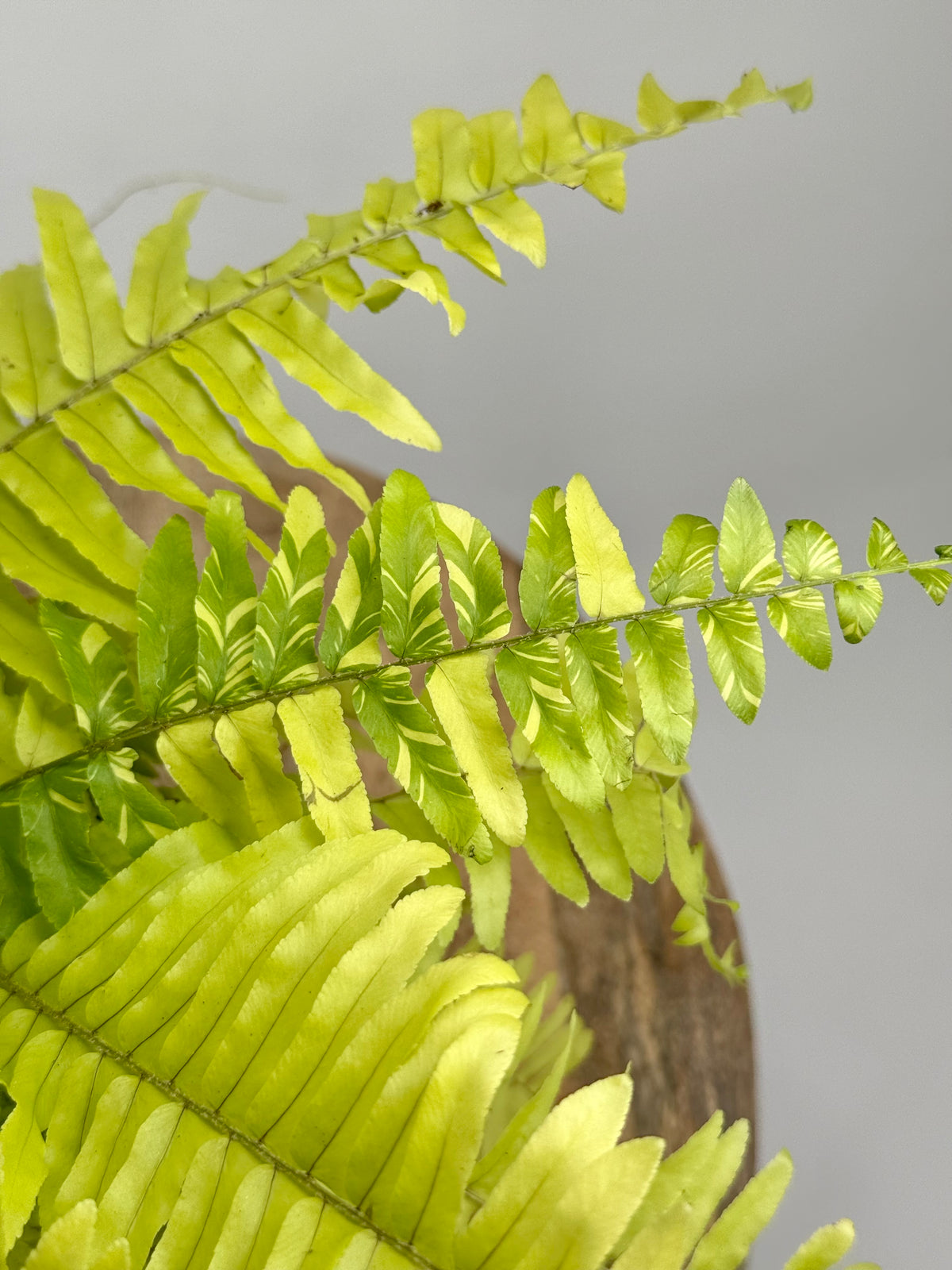 NEPHROLEPIS TIGER M12