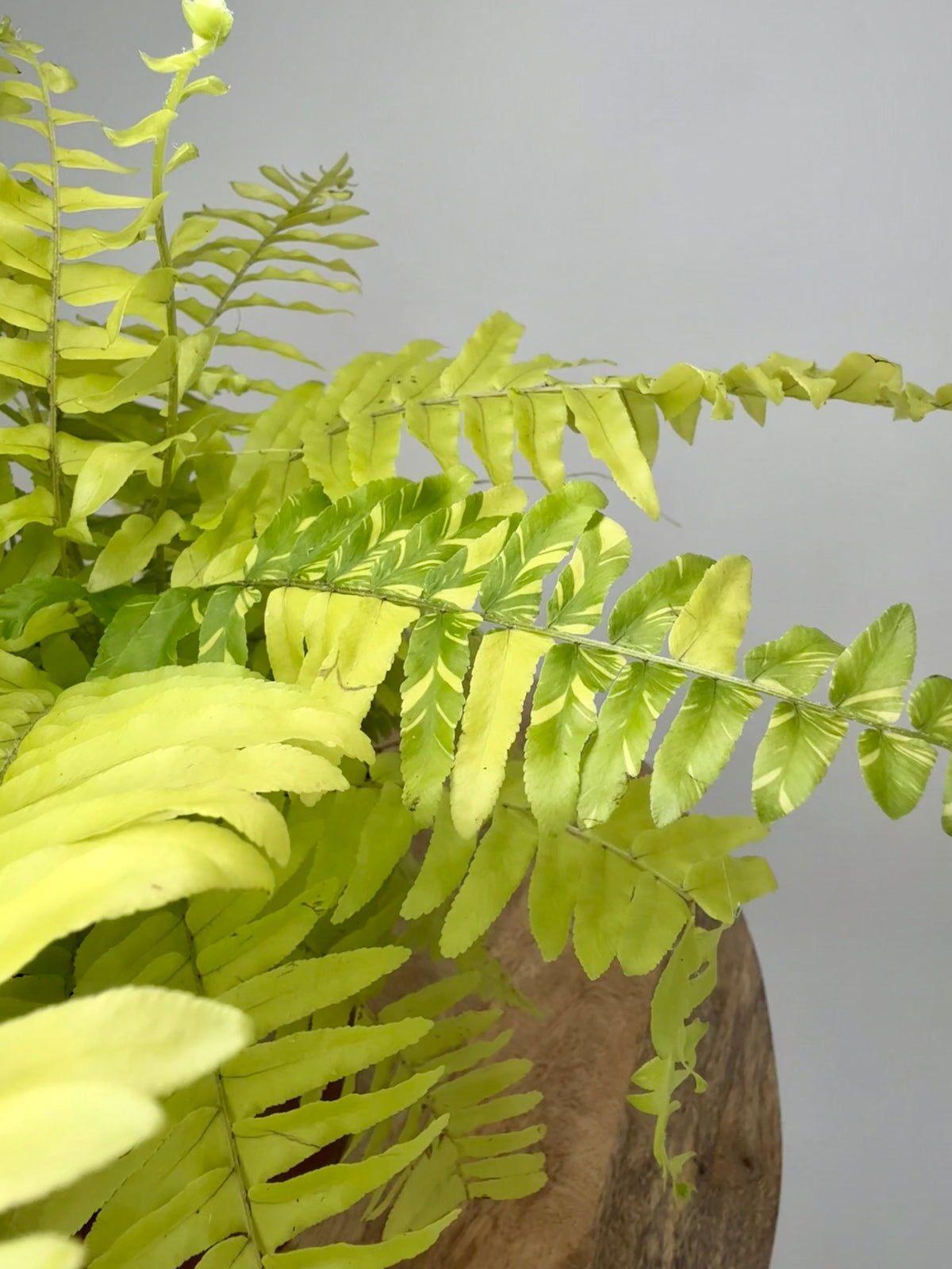 NEPHROLEPIS TIGER M12