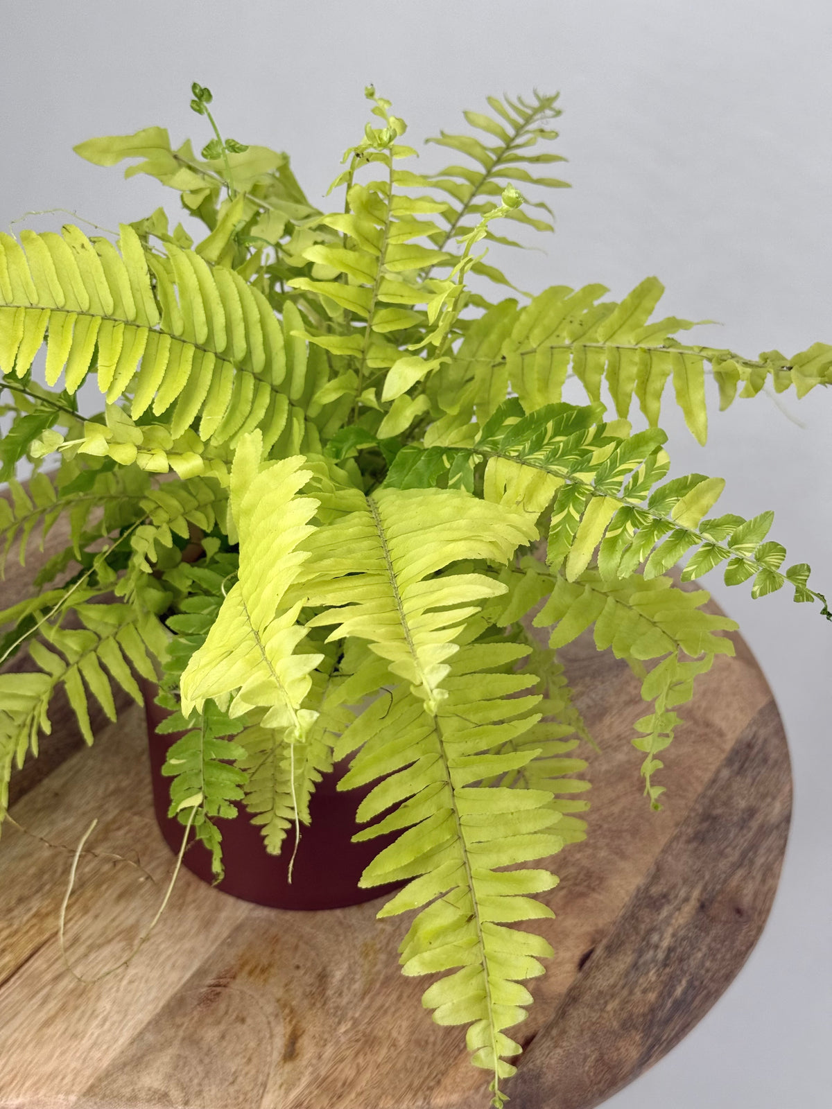 NEPHROLEPIS TIGER M12