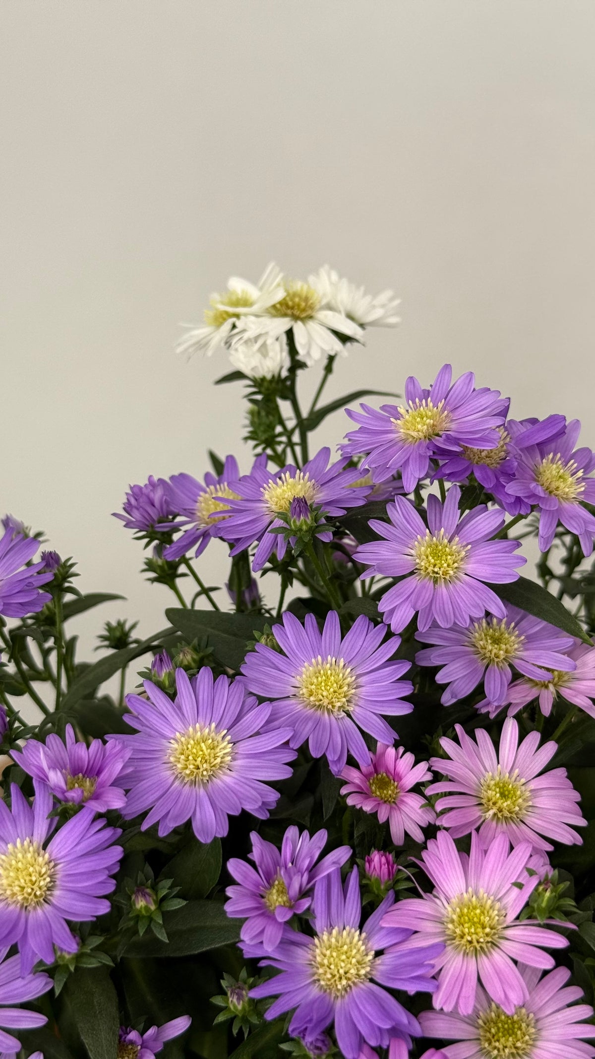 ASTER N.B. STARLETTA M12