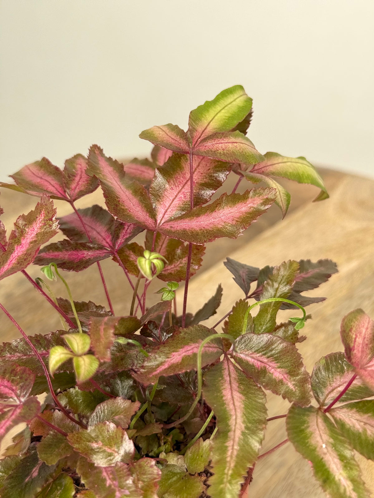 PTERIS CRET ALBOLINEATA M7