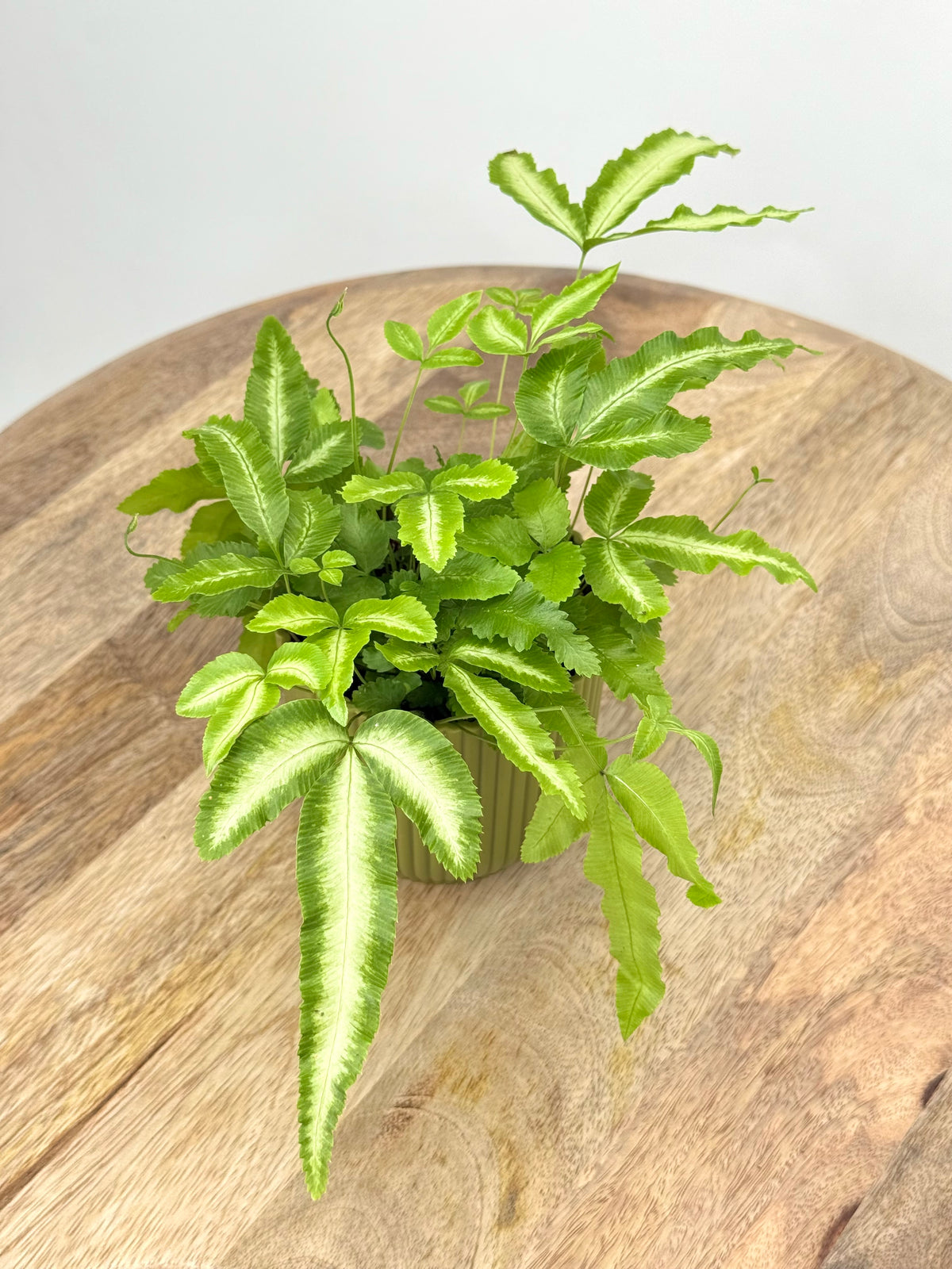 FERNS AIR SO PURE MEZCLADO M9