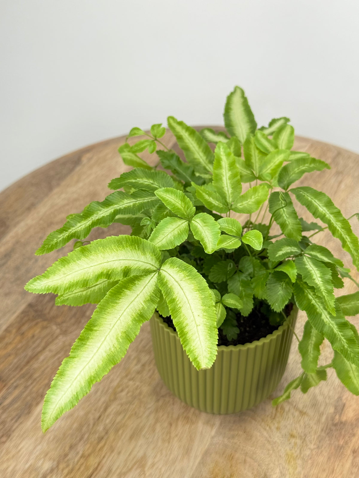 FERNS AIR SO PURE MEZCLADO M9