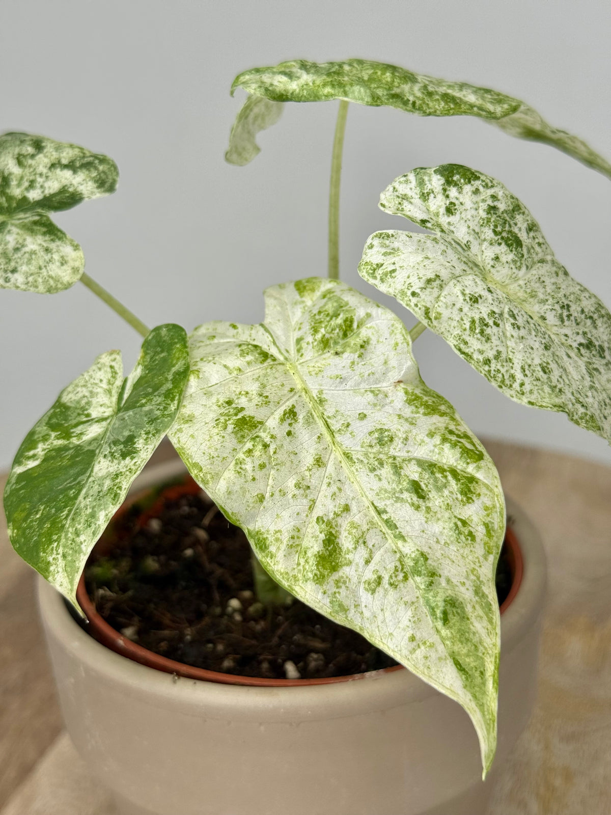 ALOCASIA ODORA VARIEGATA
