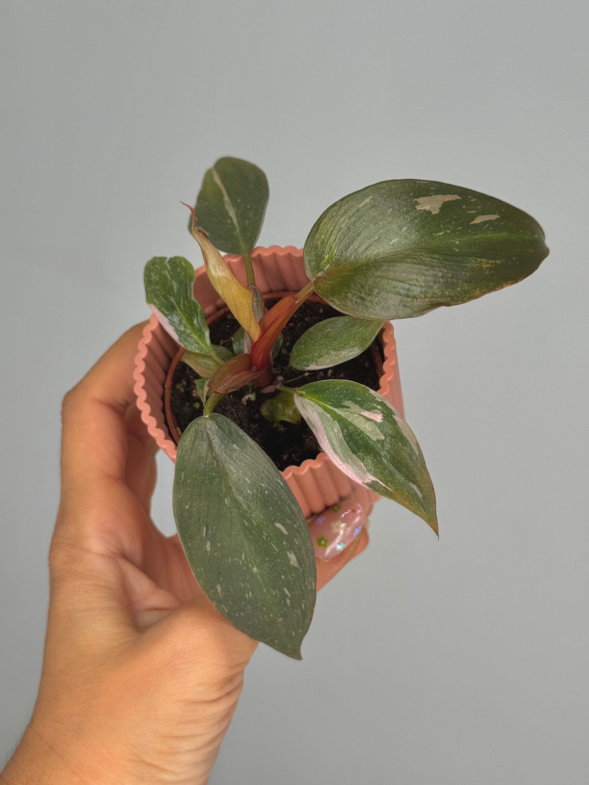 PHILODENDRON PINK PRINCESS M6
