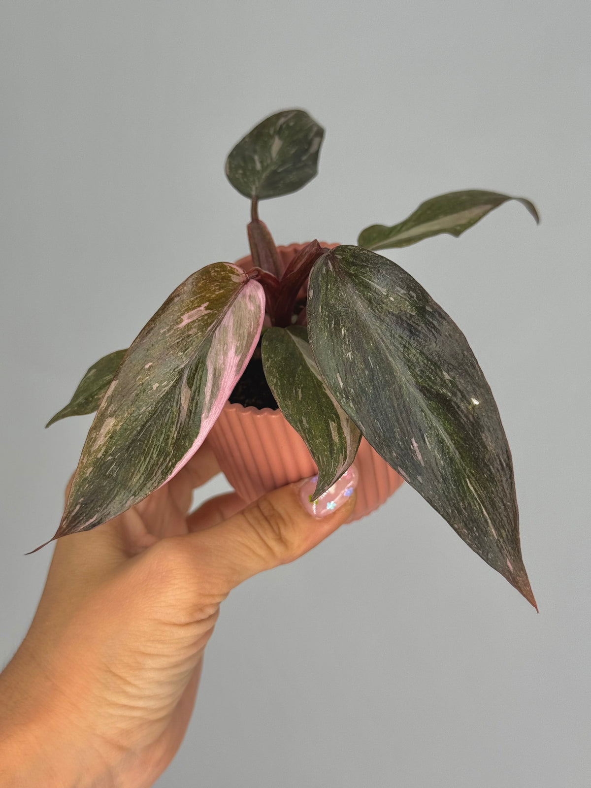 PHILODENDRON PINK PRINCESS M6