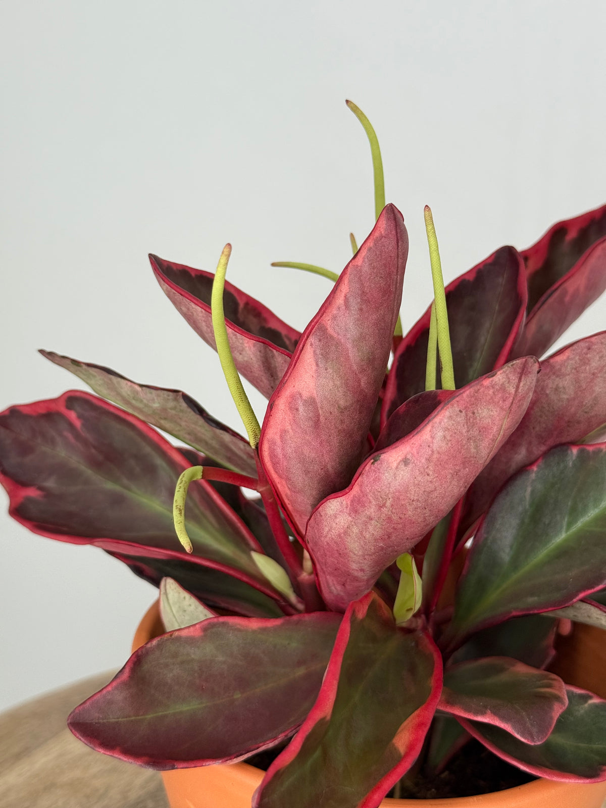 PEPEROMIA CLUS. JELLIE M12