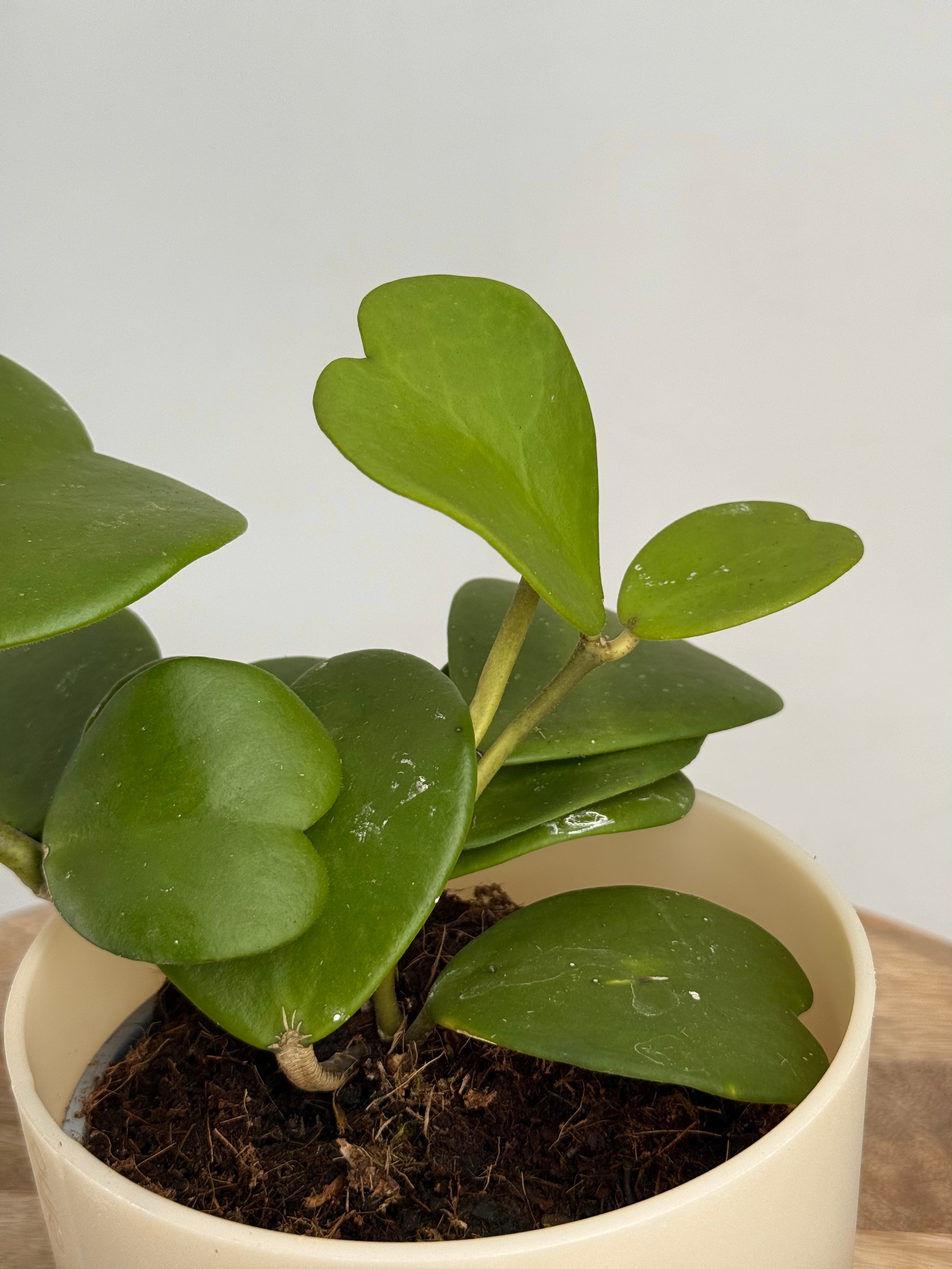 HOYA KERRII M12