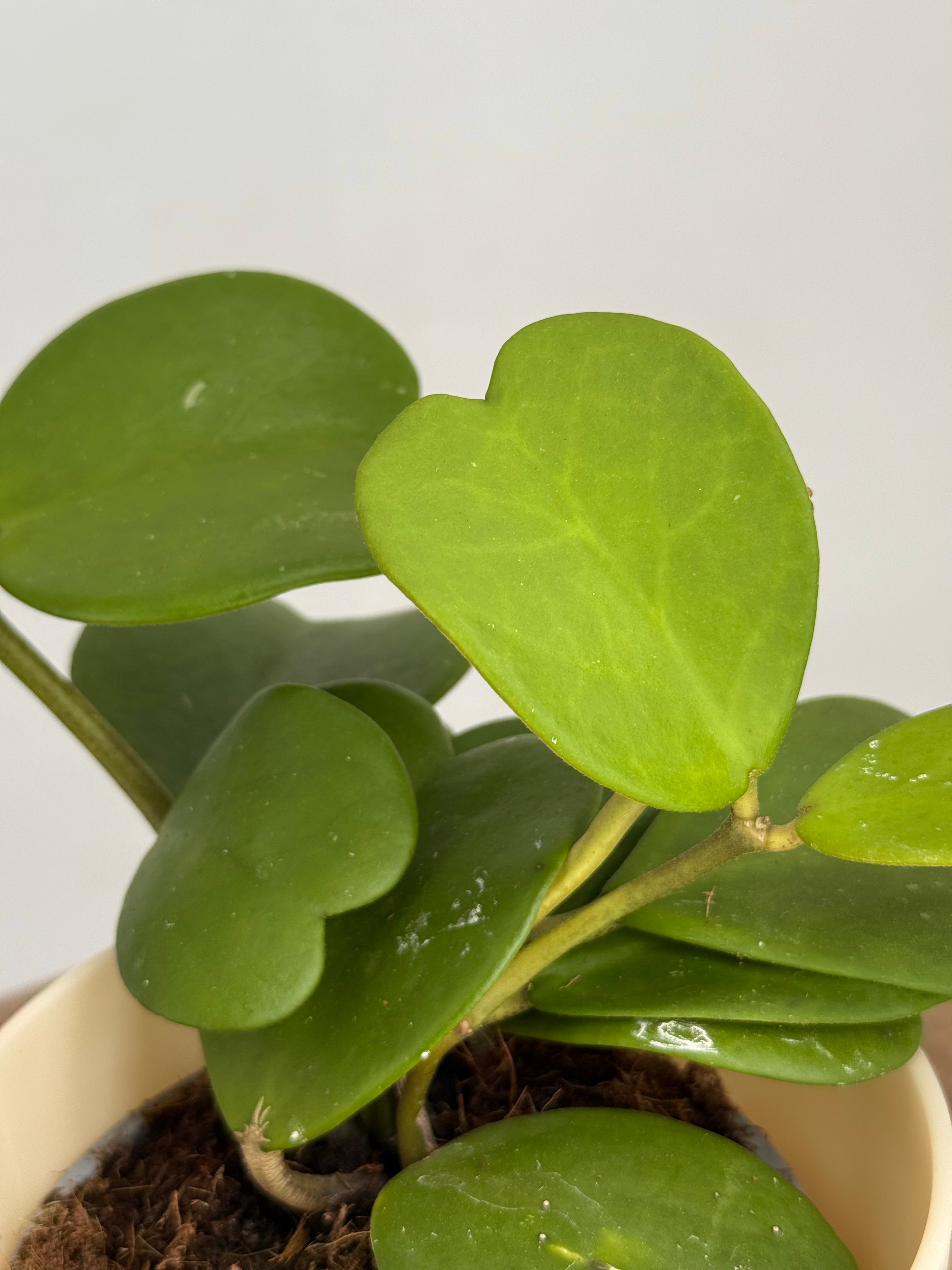 HOYA KERRII M12