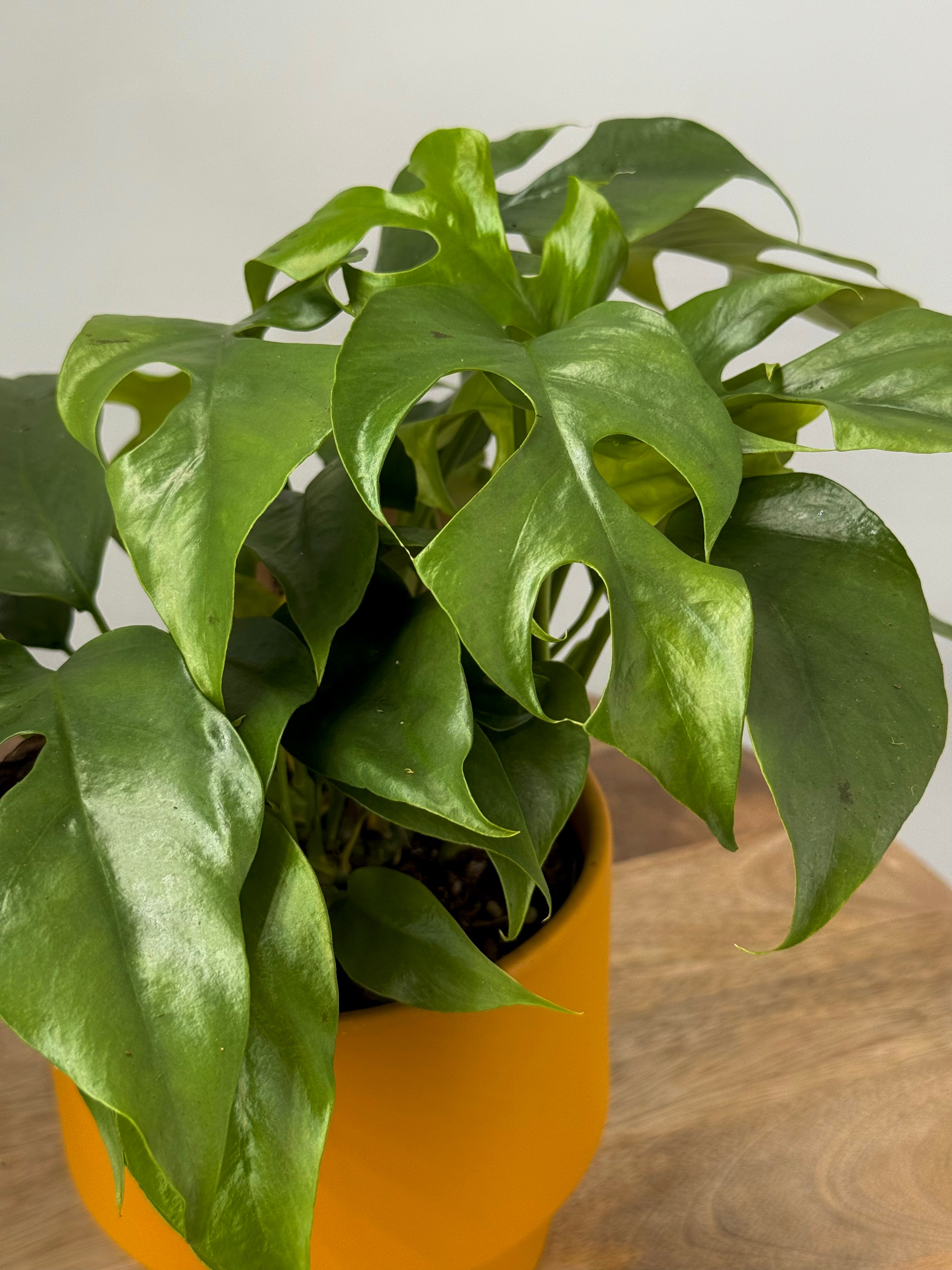 MONSTERA MINIMA M12