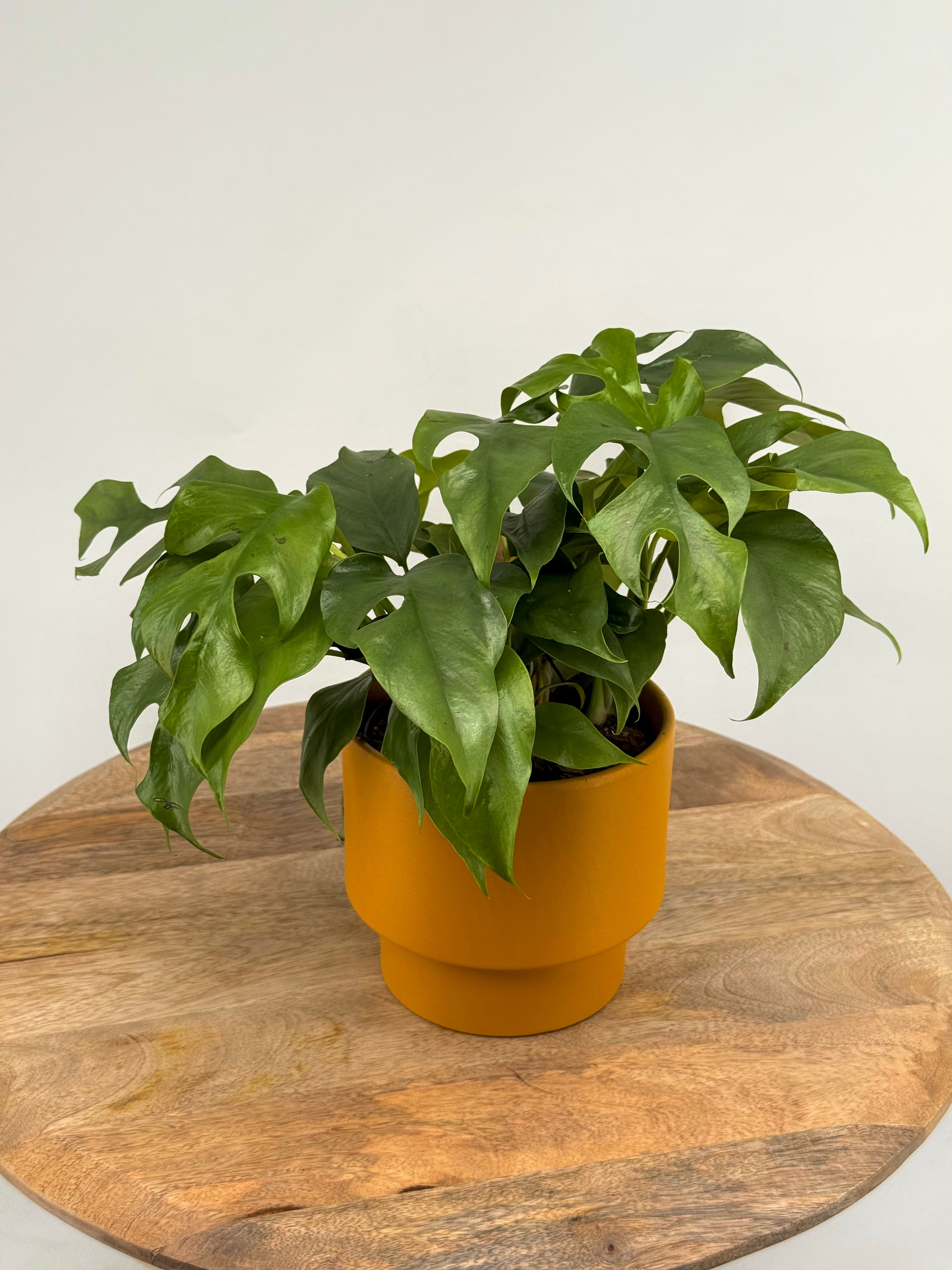 MONSTERA MINIMA M12