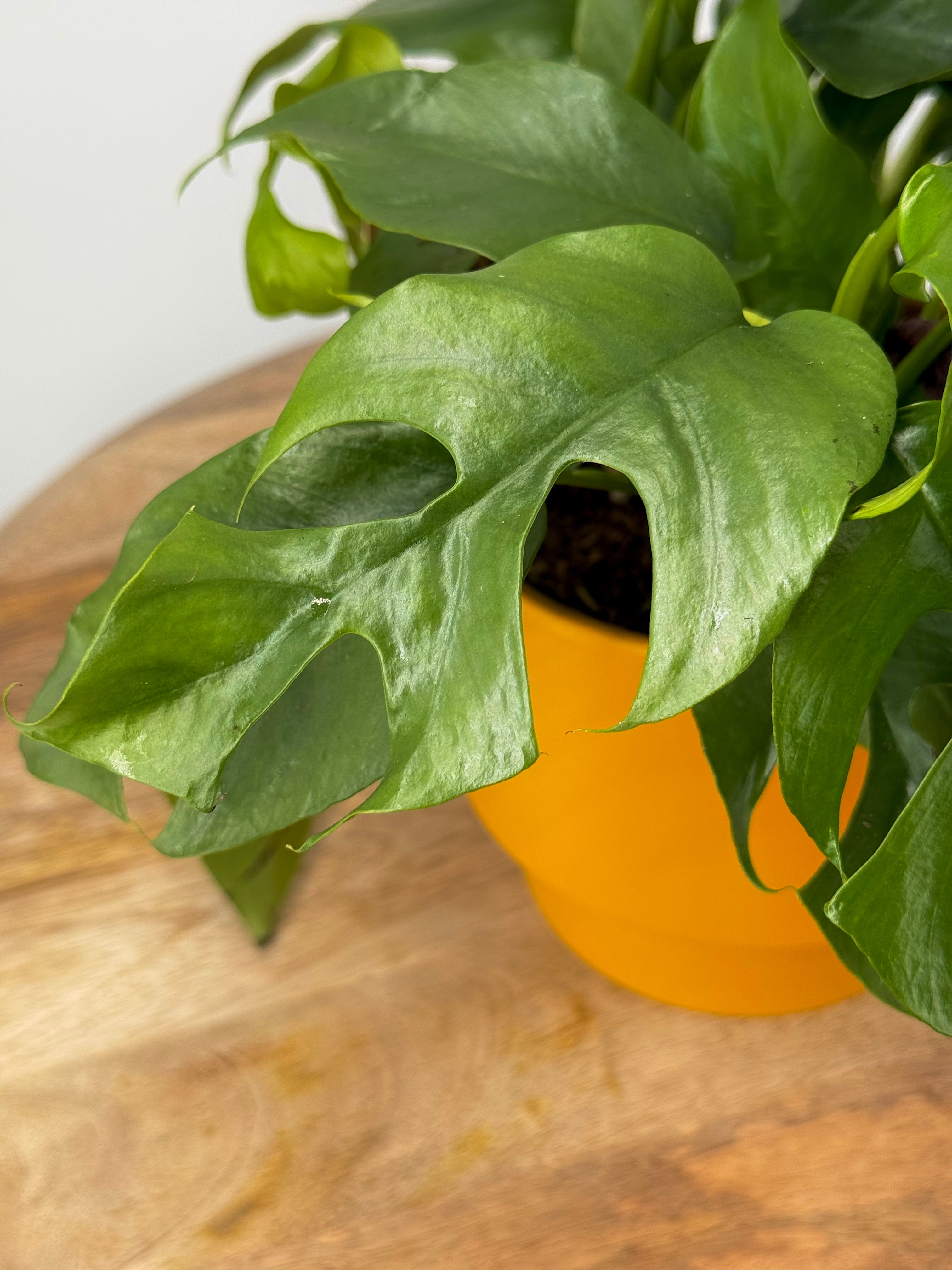 MONSTERA MINIMA M12