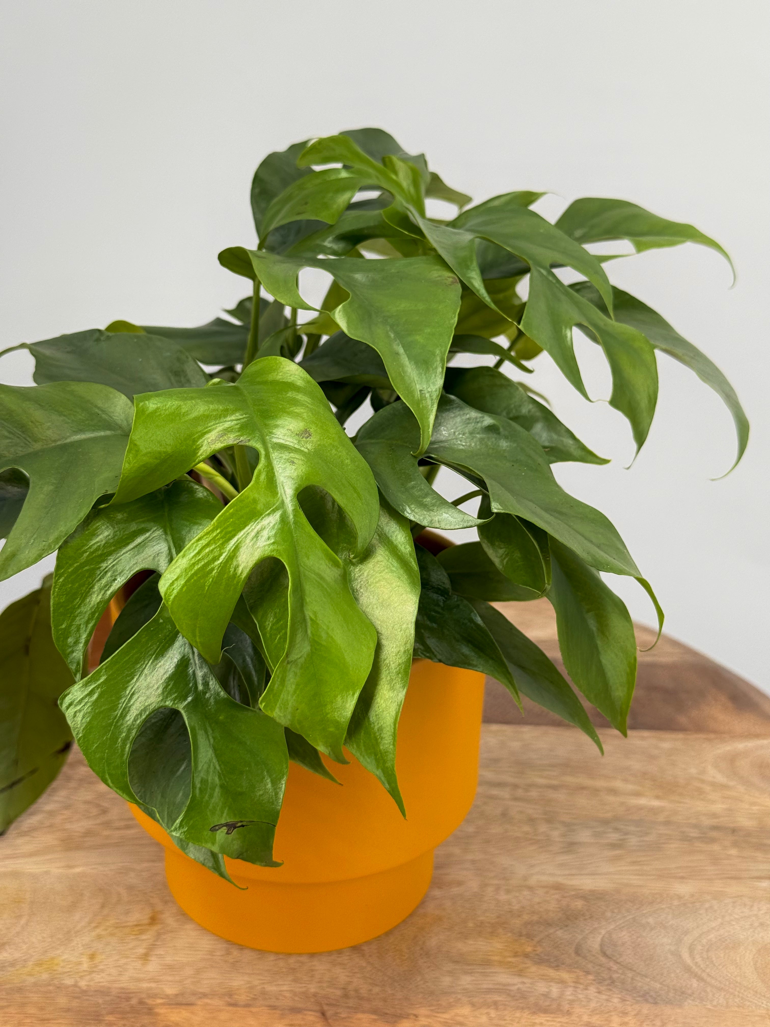 MONSTERA MINIMA M12