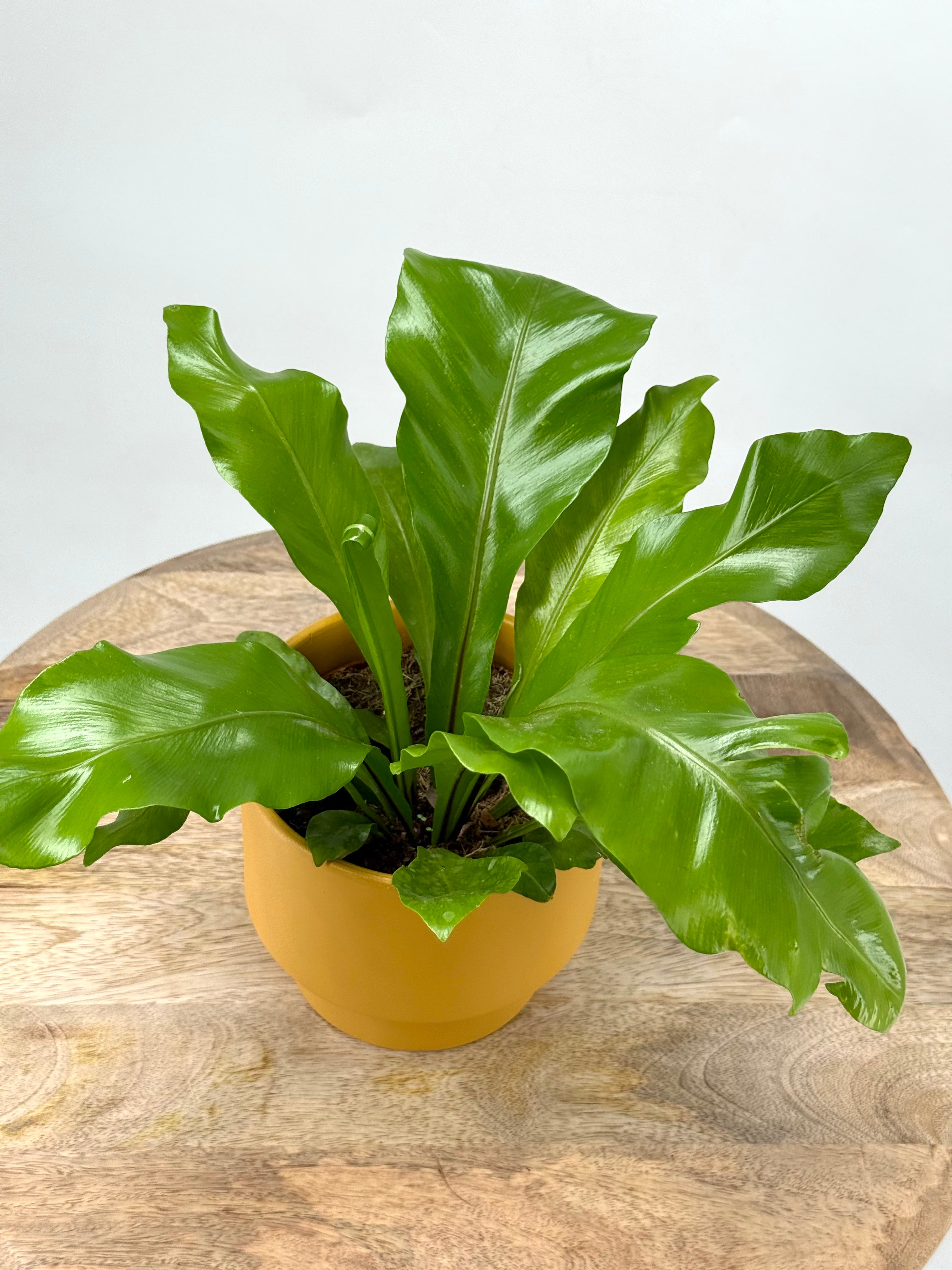 ASPLENIUM NIDUS M12