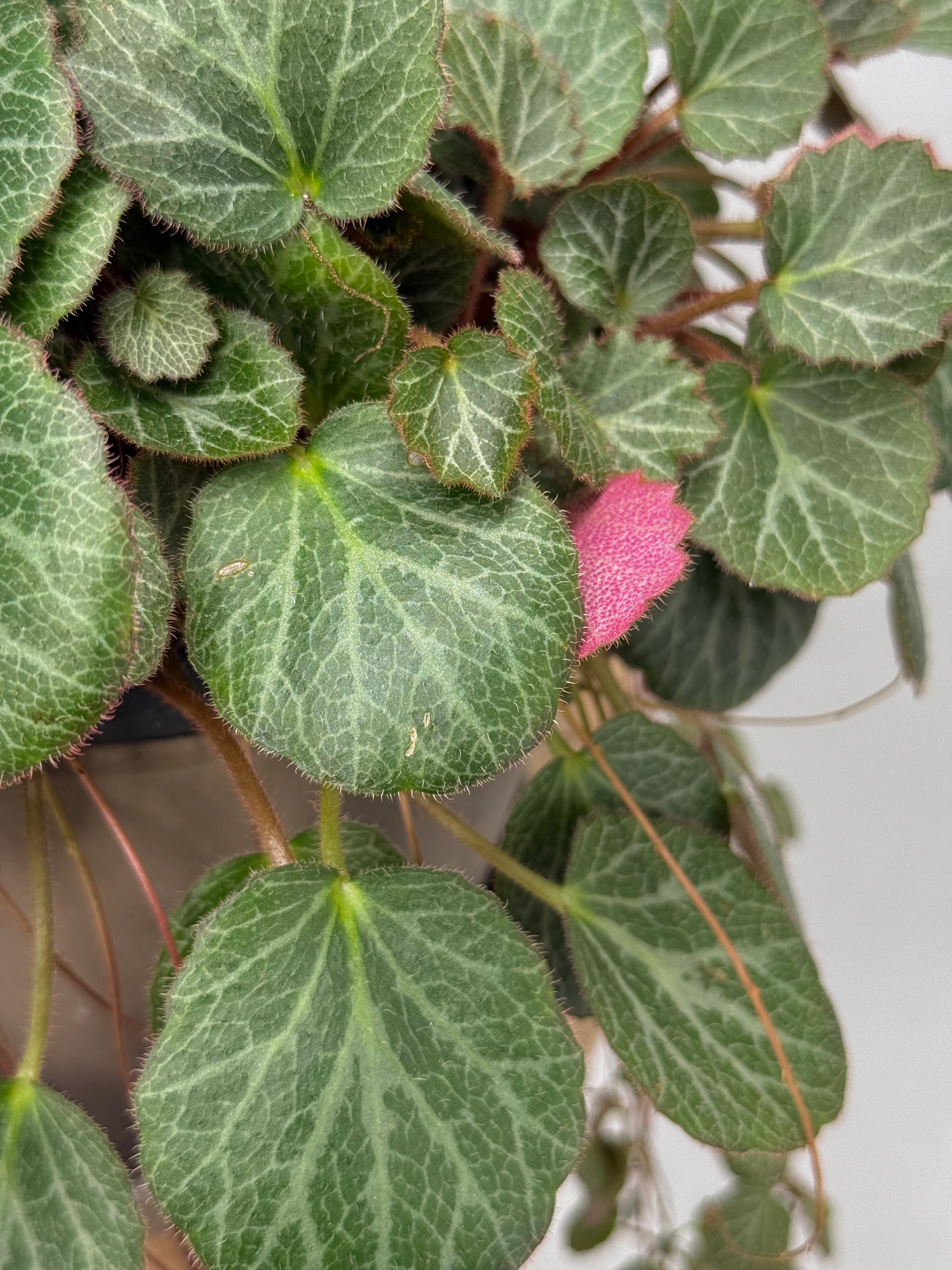 SAXIFRAGA STOLONIFERA M14