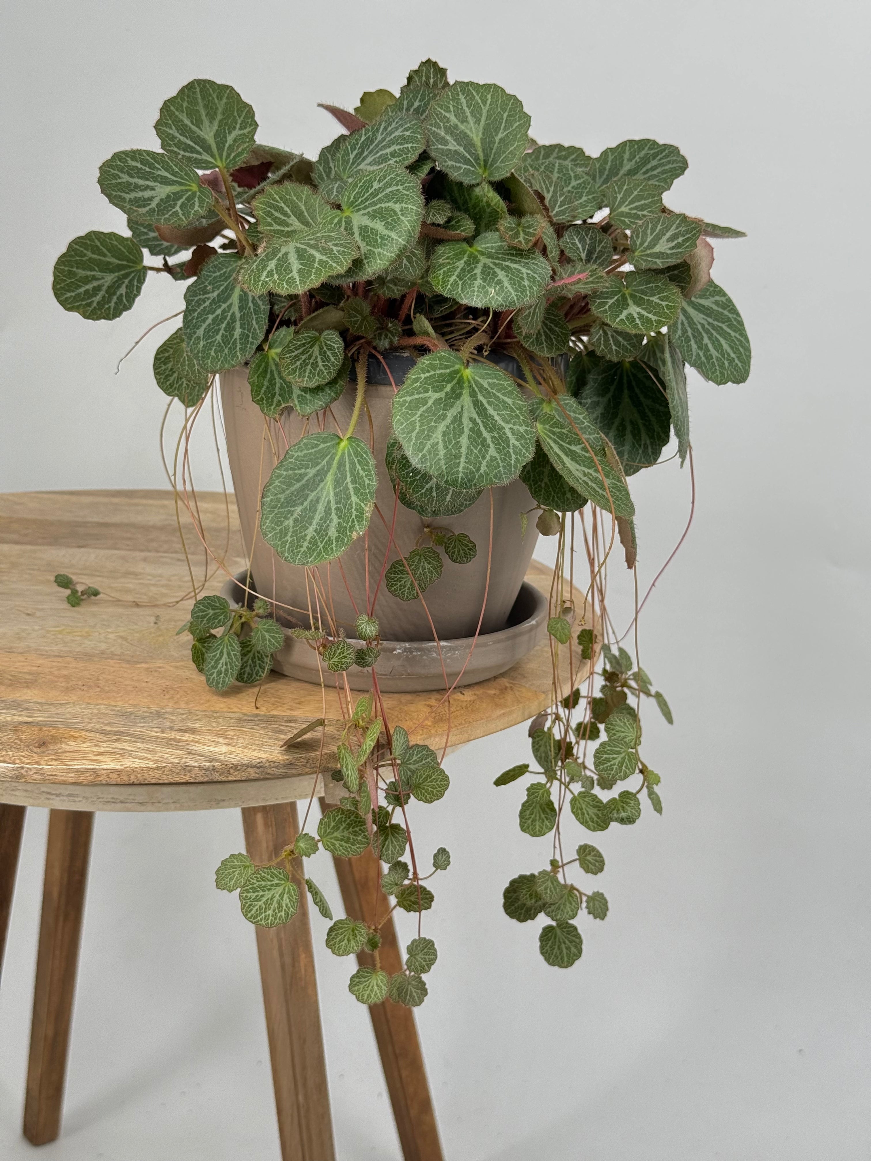 SAXIFRAGA STOLONIFERA M14
