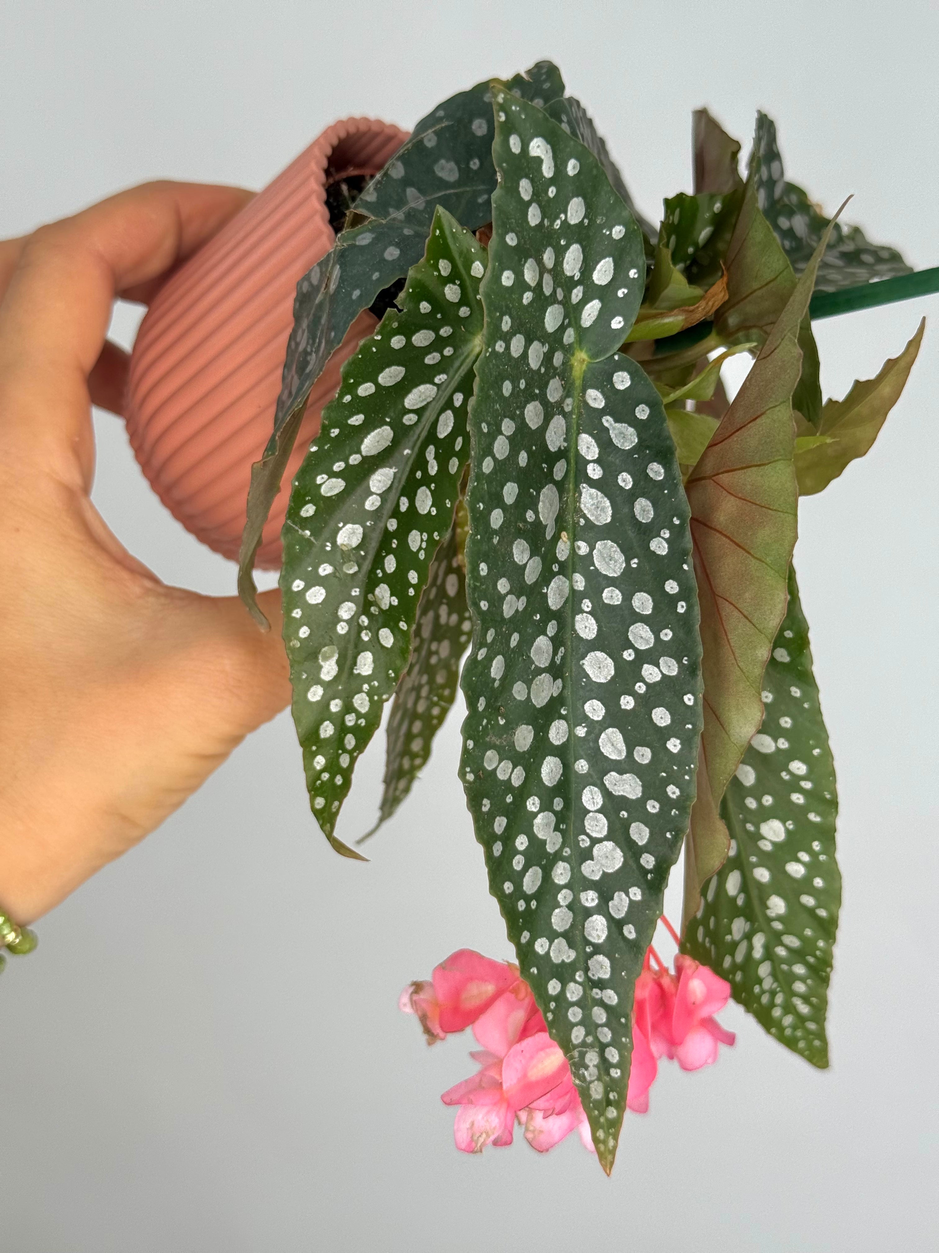 BEGONIA MACULATA DOUBLE DOT M6