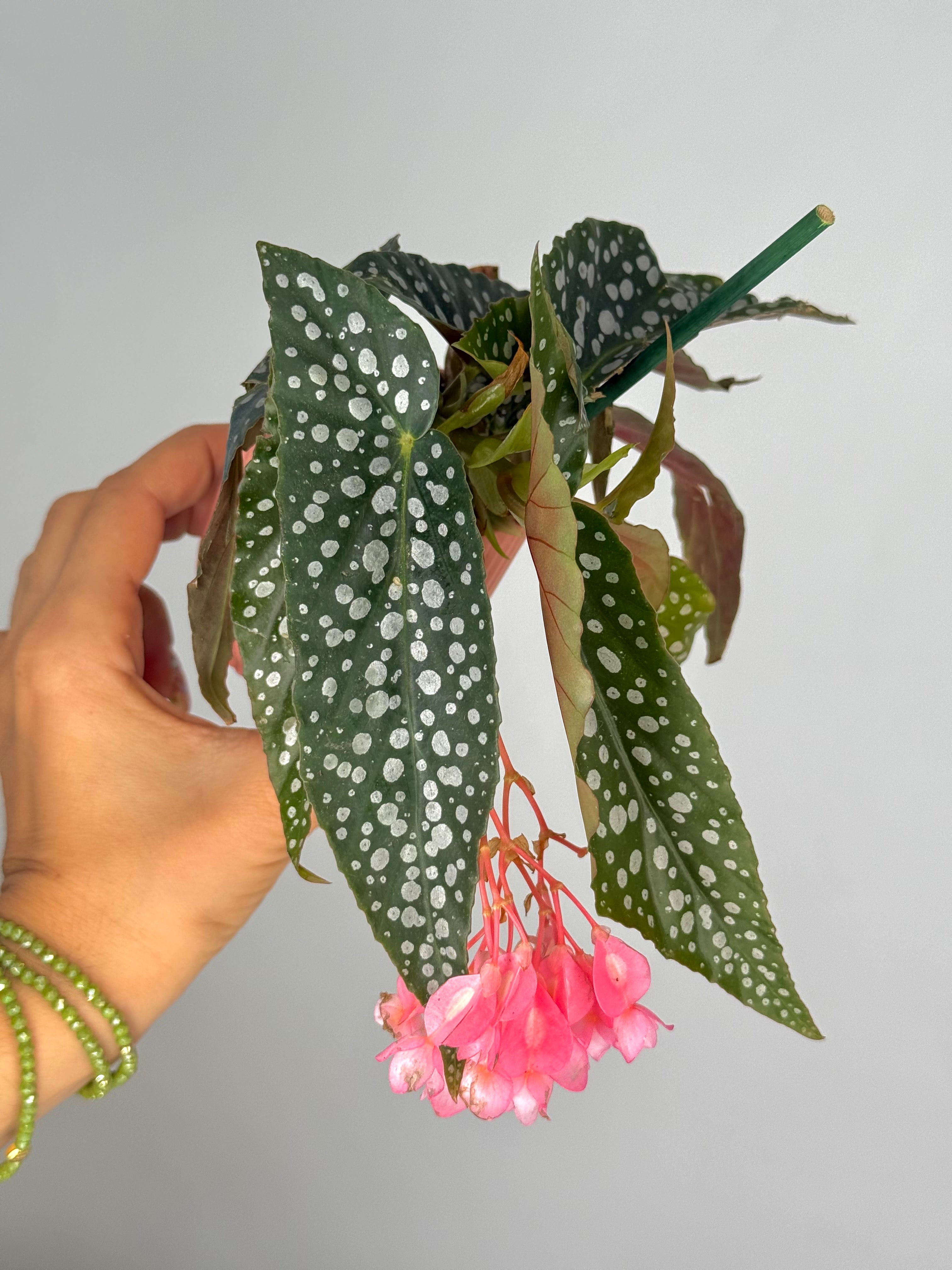 BEGONIA MACULATA DOUBLE DOT M6