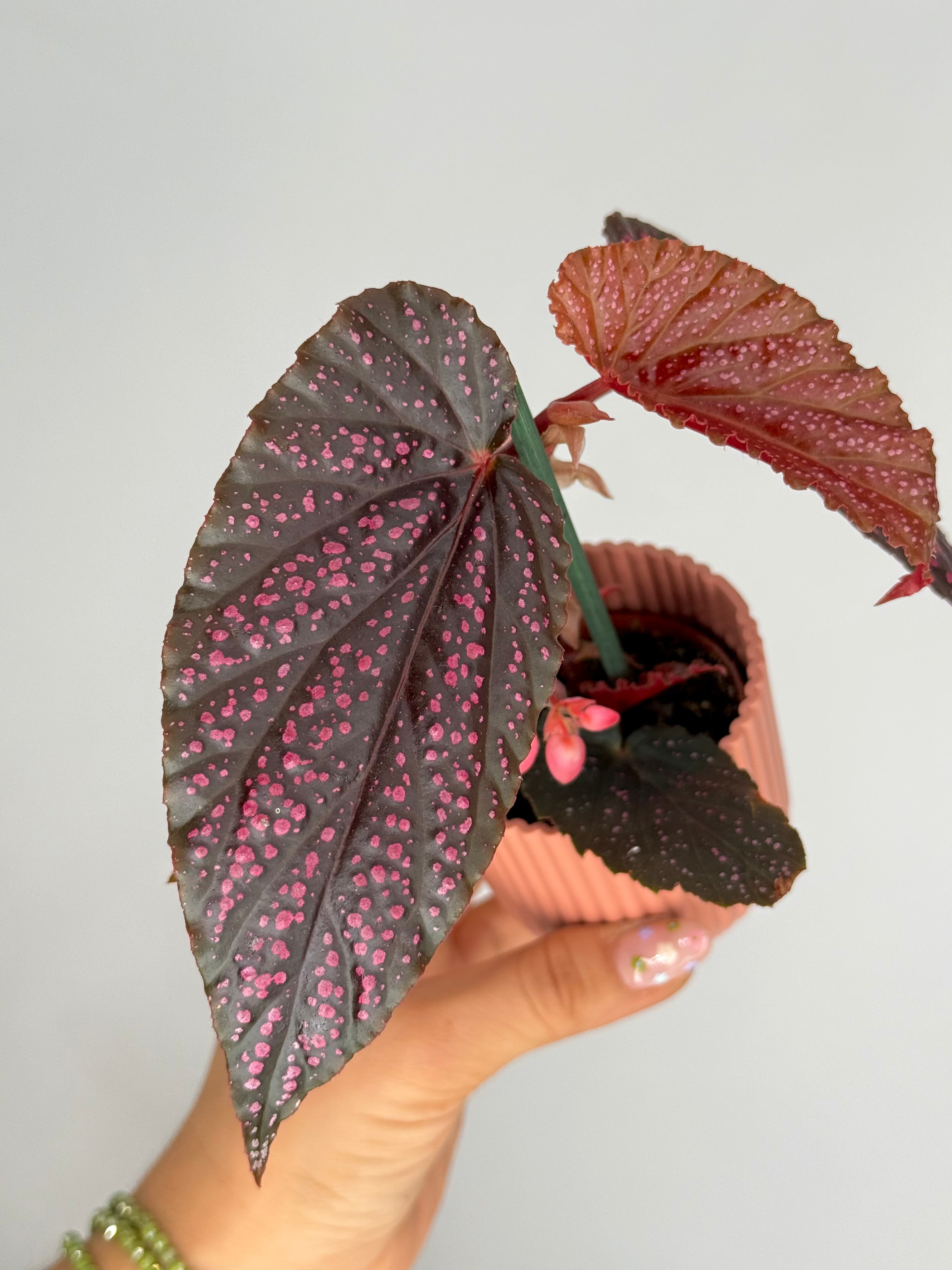 BEGONIA PINK SPOT M6