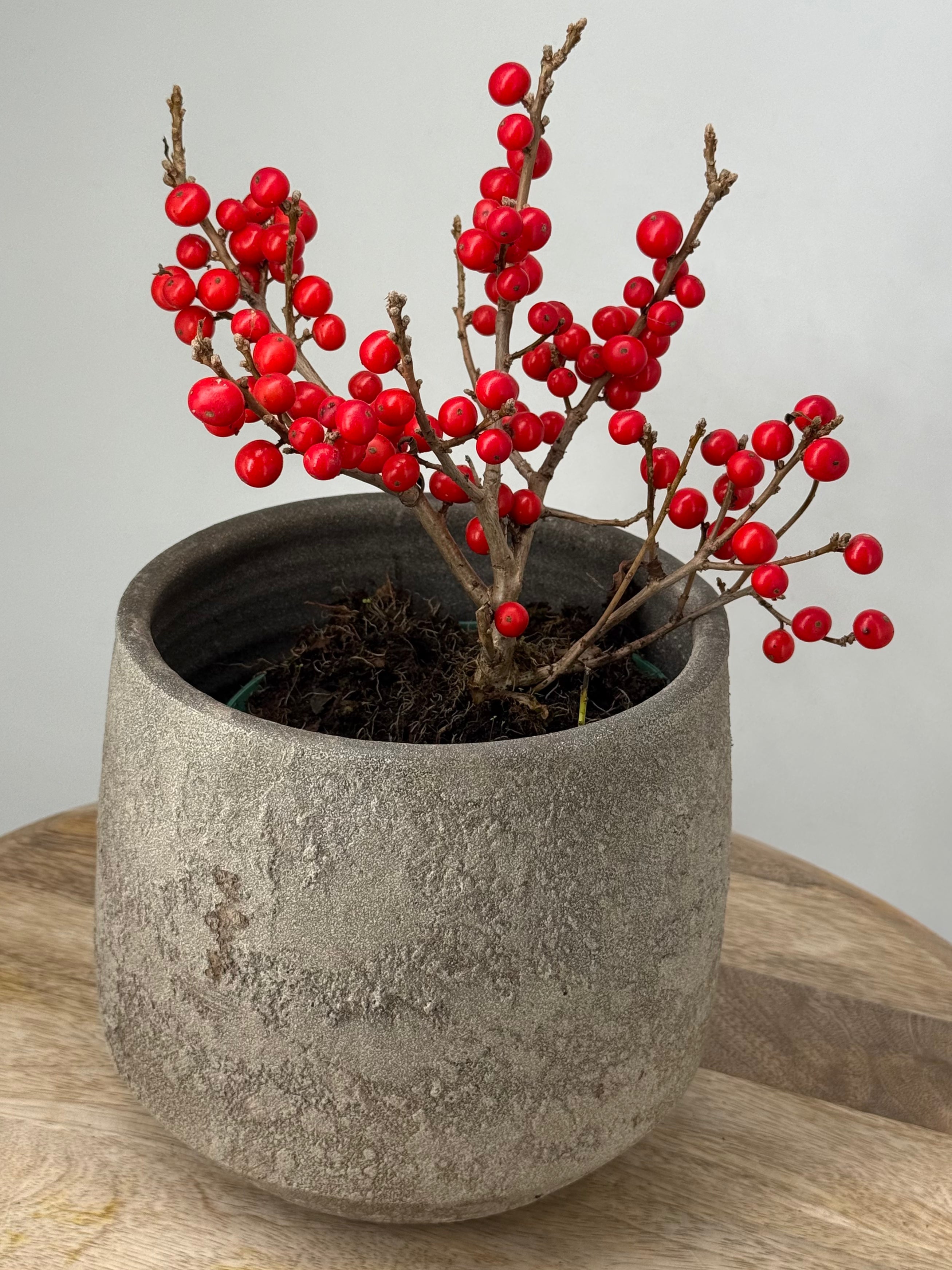 ILEX VERT. JINGLE BELLS ROJO M14