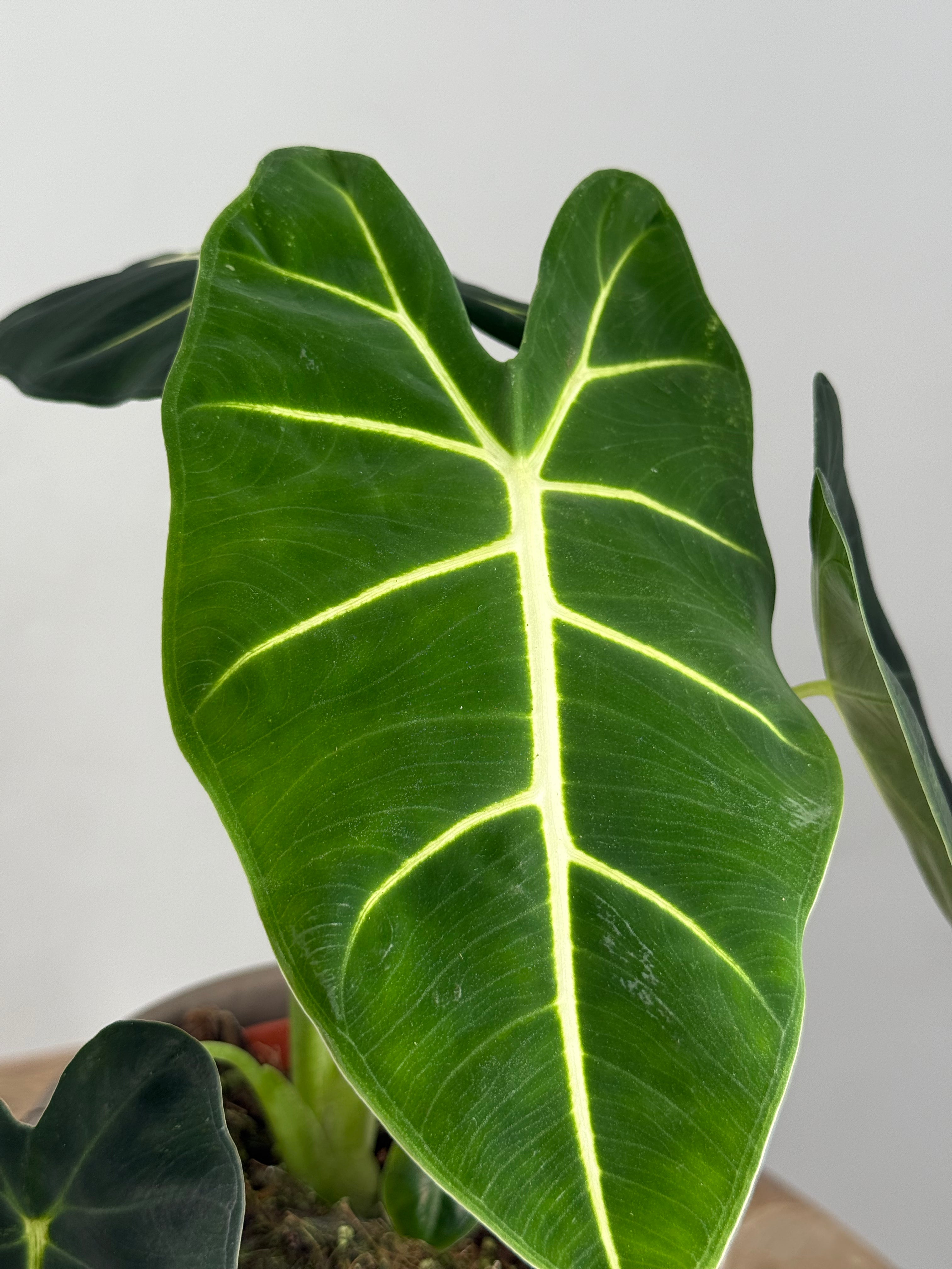 ALOCASIA FRYDEK M12