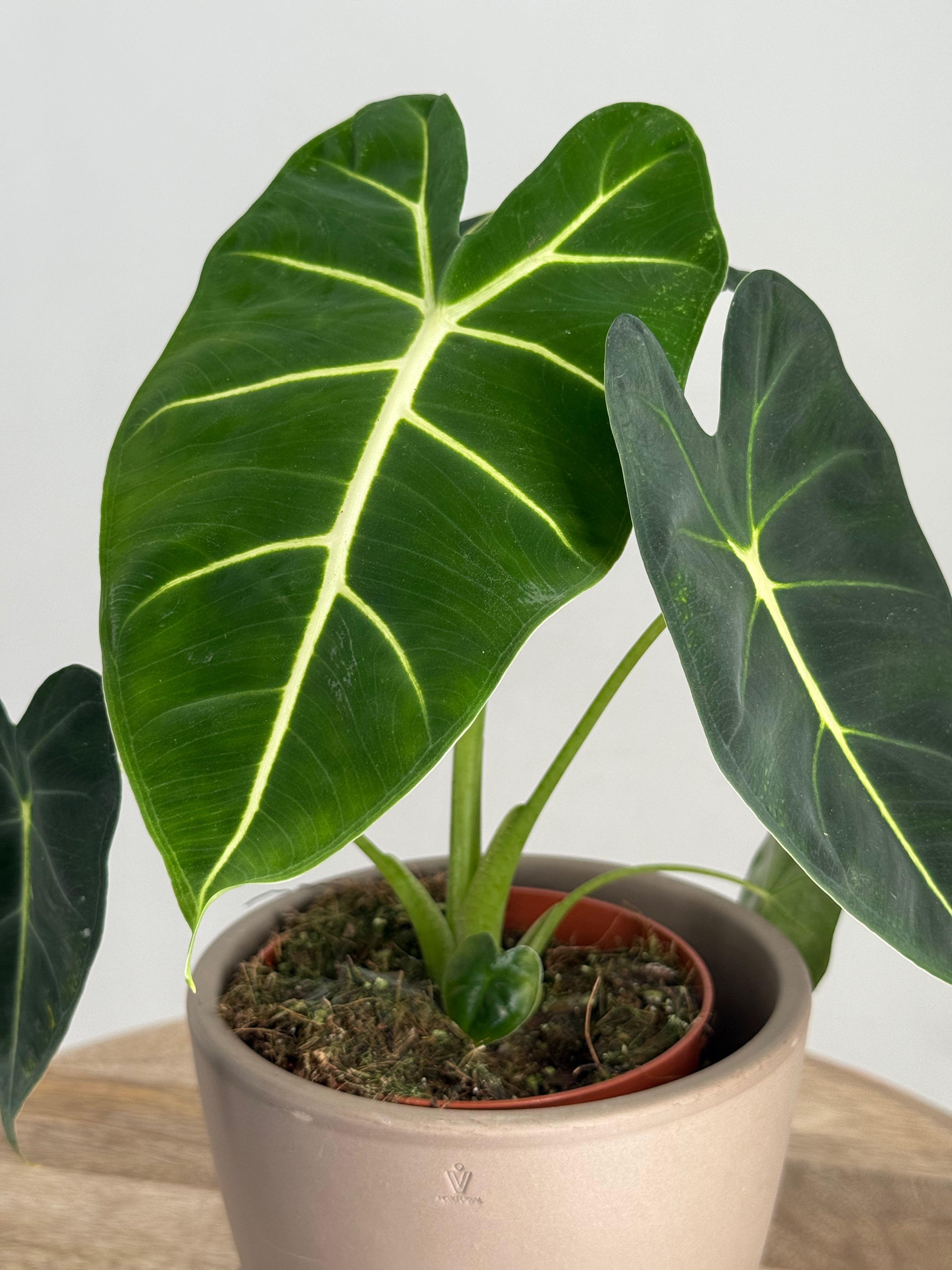 ALOCASIA FRYDEK M12
