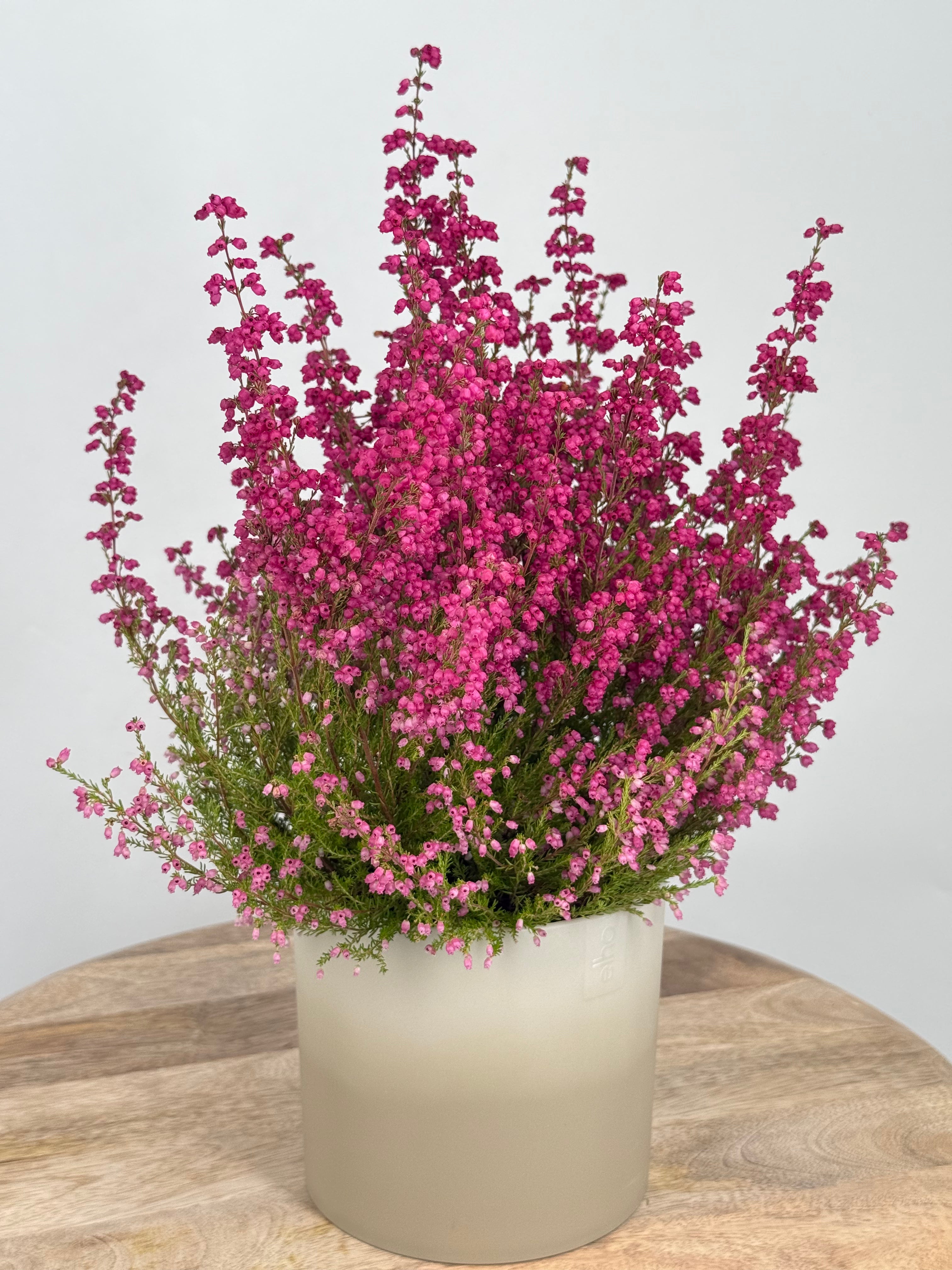 ERICA GRACILIS M11
