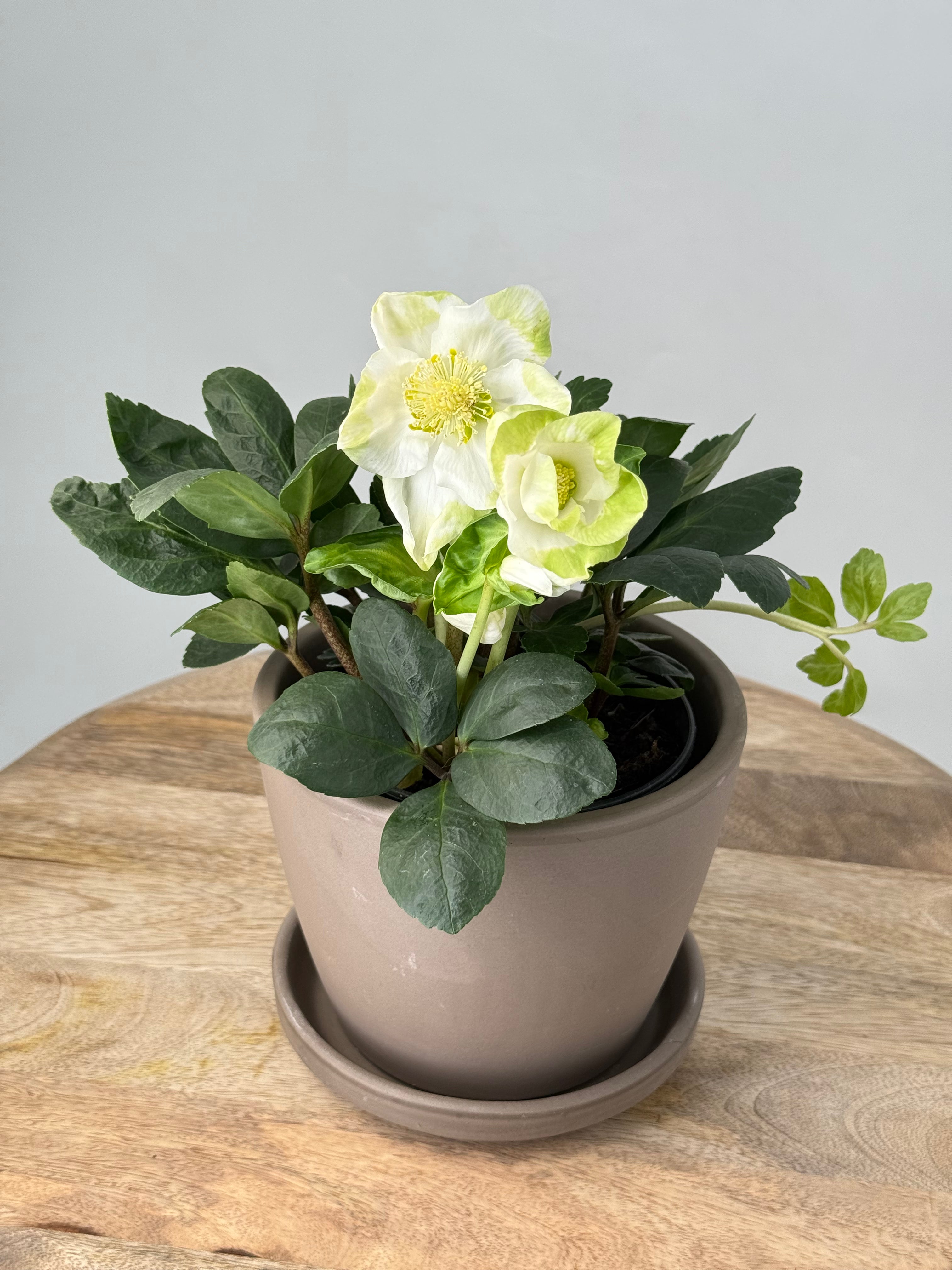HELLEBOROUS NIGER CHRISTMAS CAROL M BLANCO M12