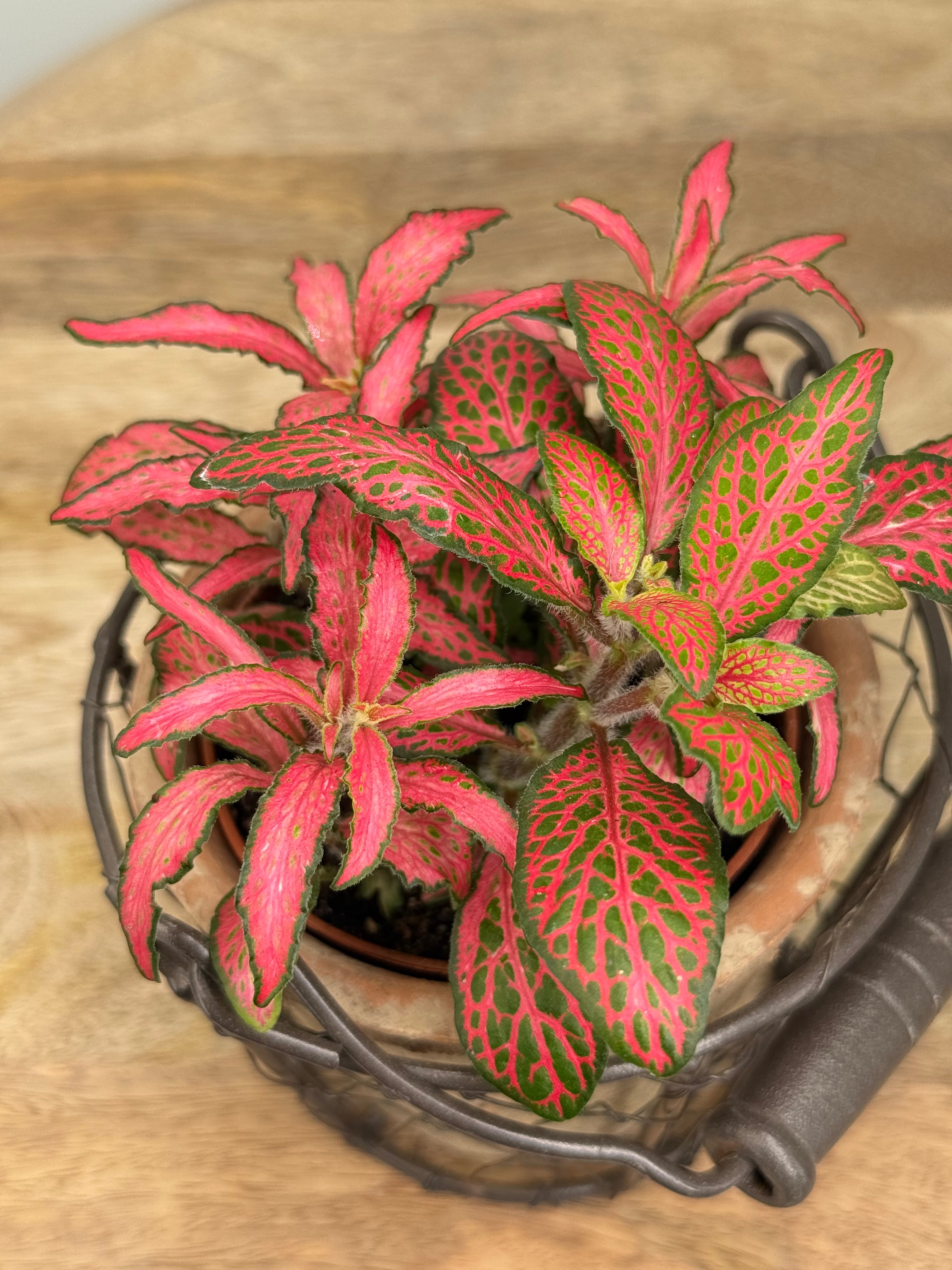 FITTONIA VERSCHAFFELTII MEZCLADO M8.50