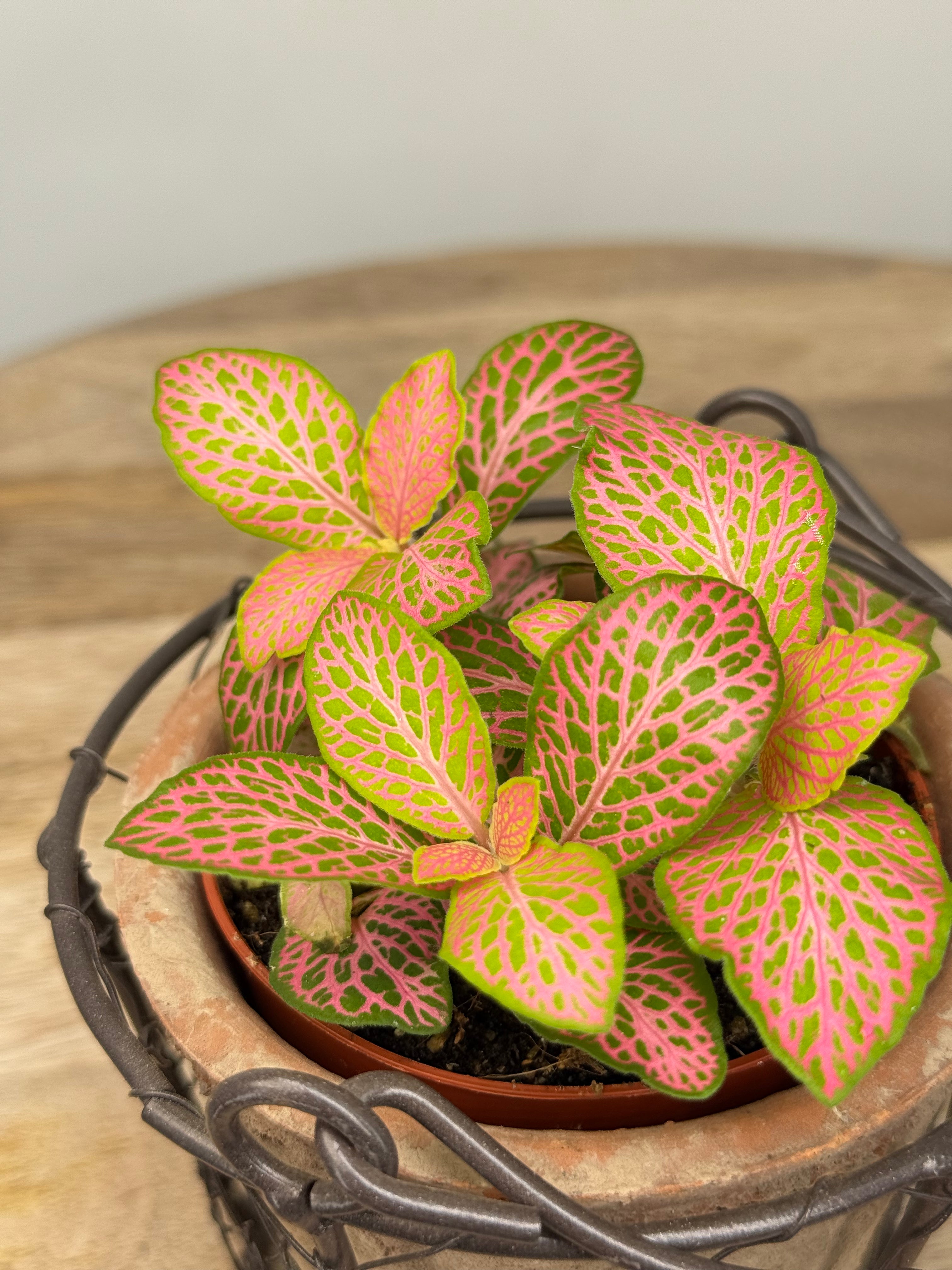FITTONIA VERSCHAFFELTII MEZCLADO M8.50