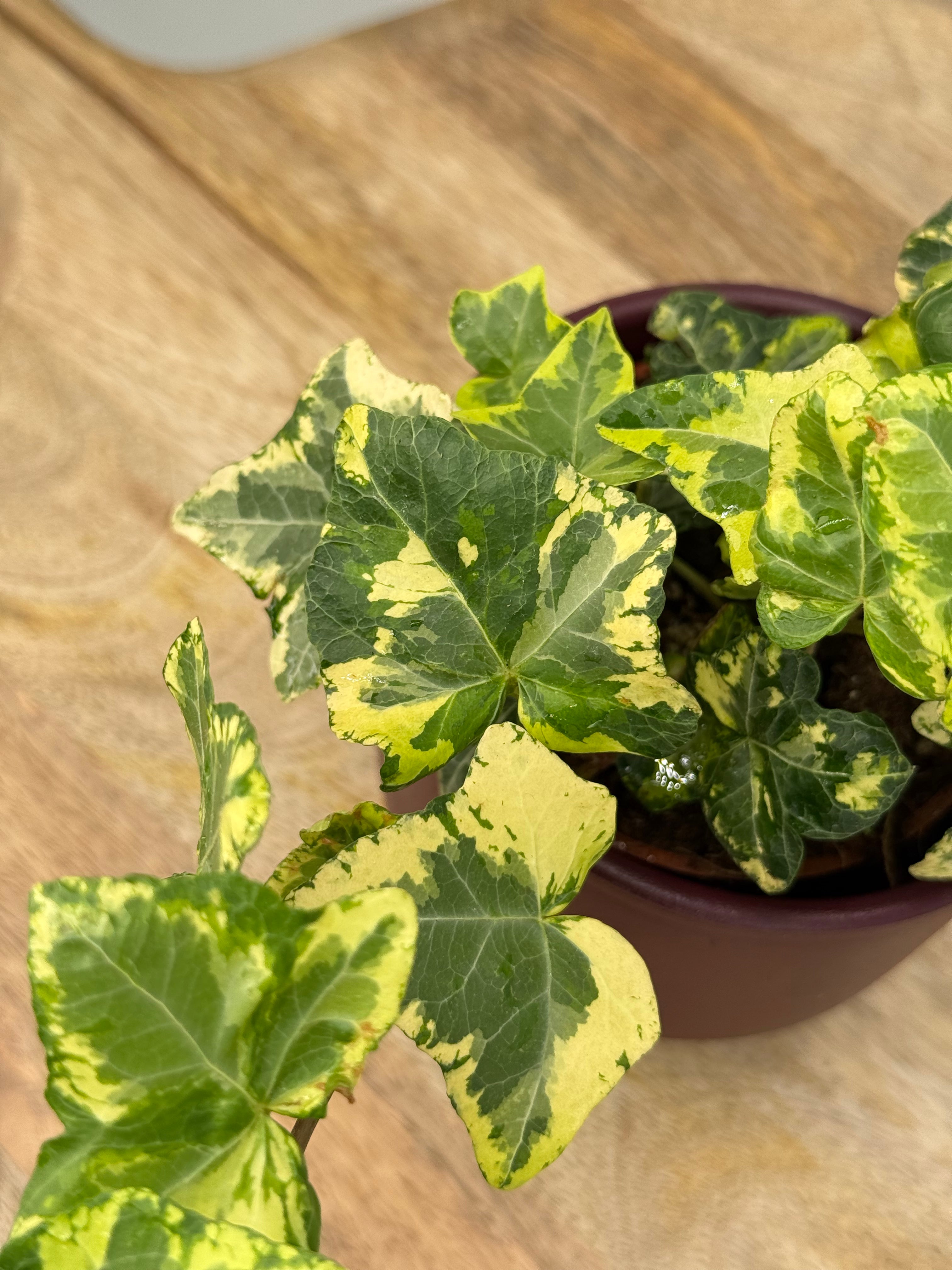 HEDERA HELIX 'GOLDEN KOLIBRI' M9