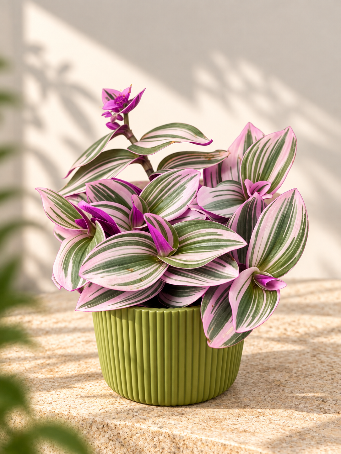 TRADESCANTIA ALBIFLORA NANOUK M12