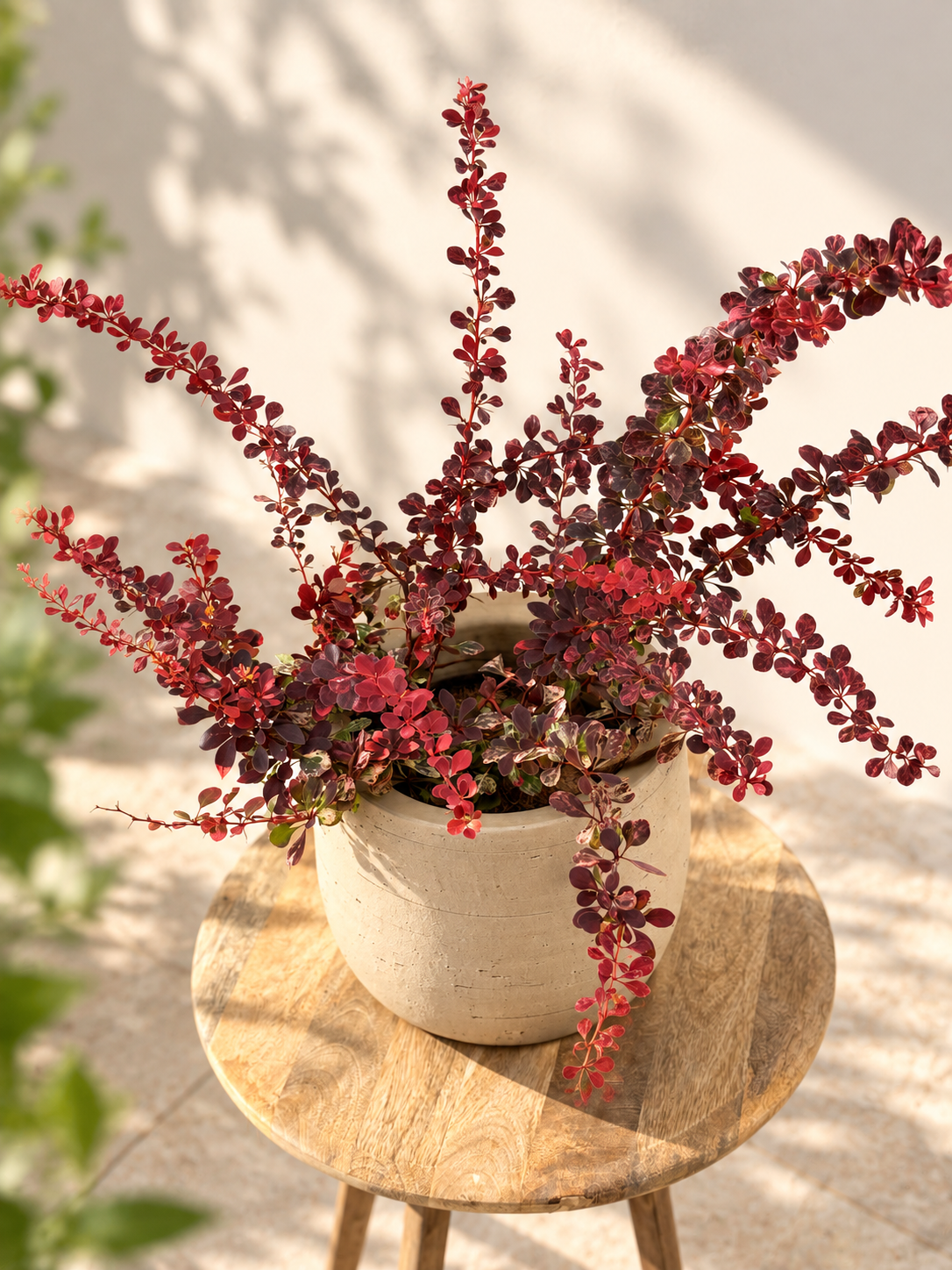 BERBERIS PINK QUEEN 3L