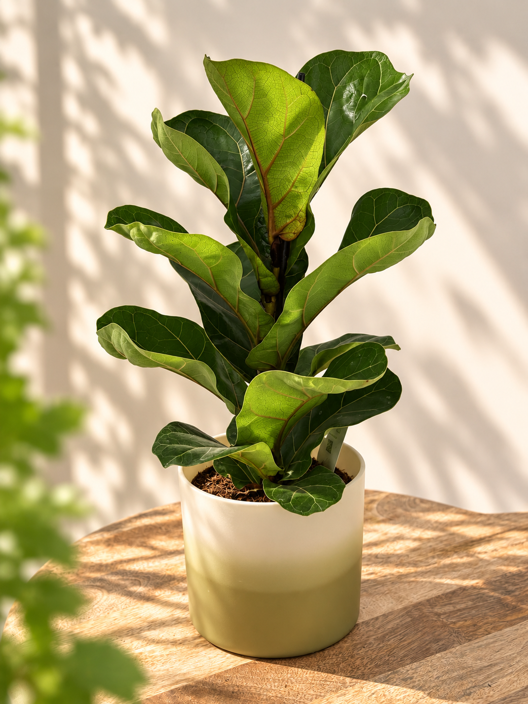 FICUS LYRATA BAMBINO M12