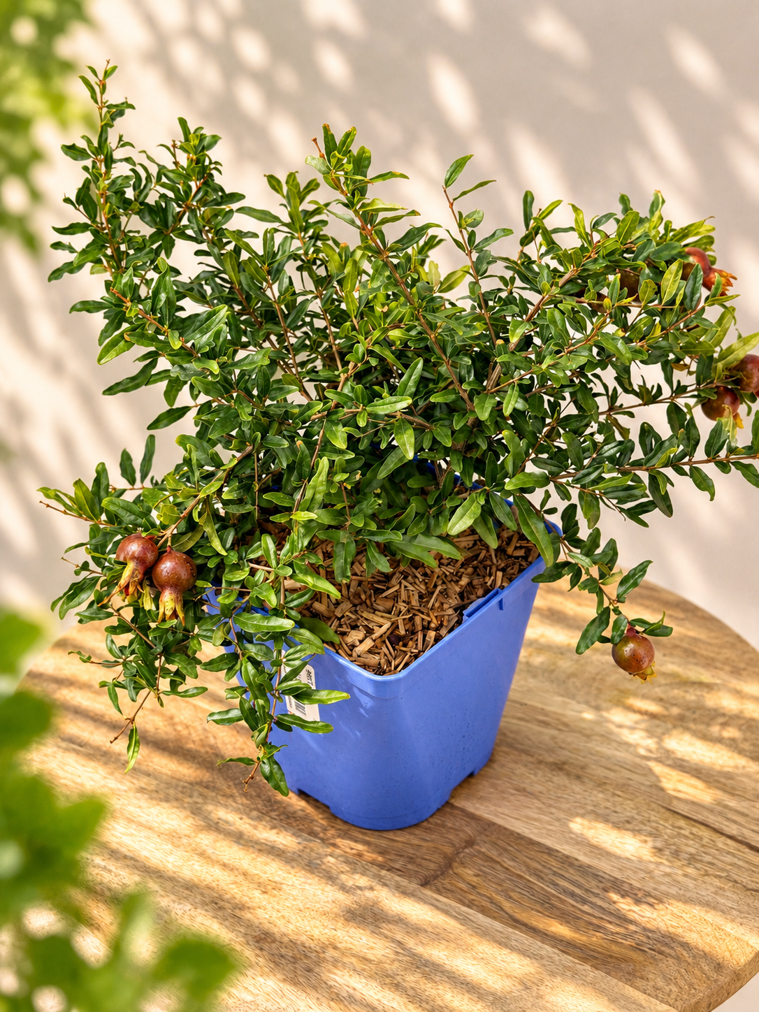 PUNICA GRANATUM NANA