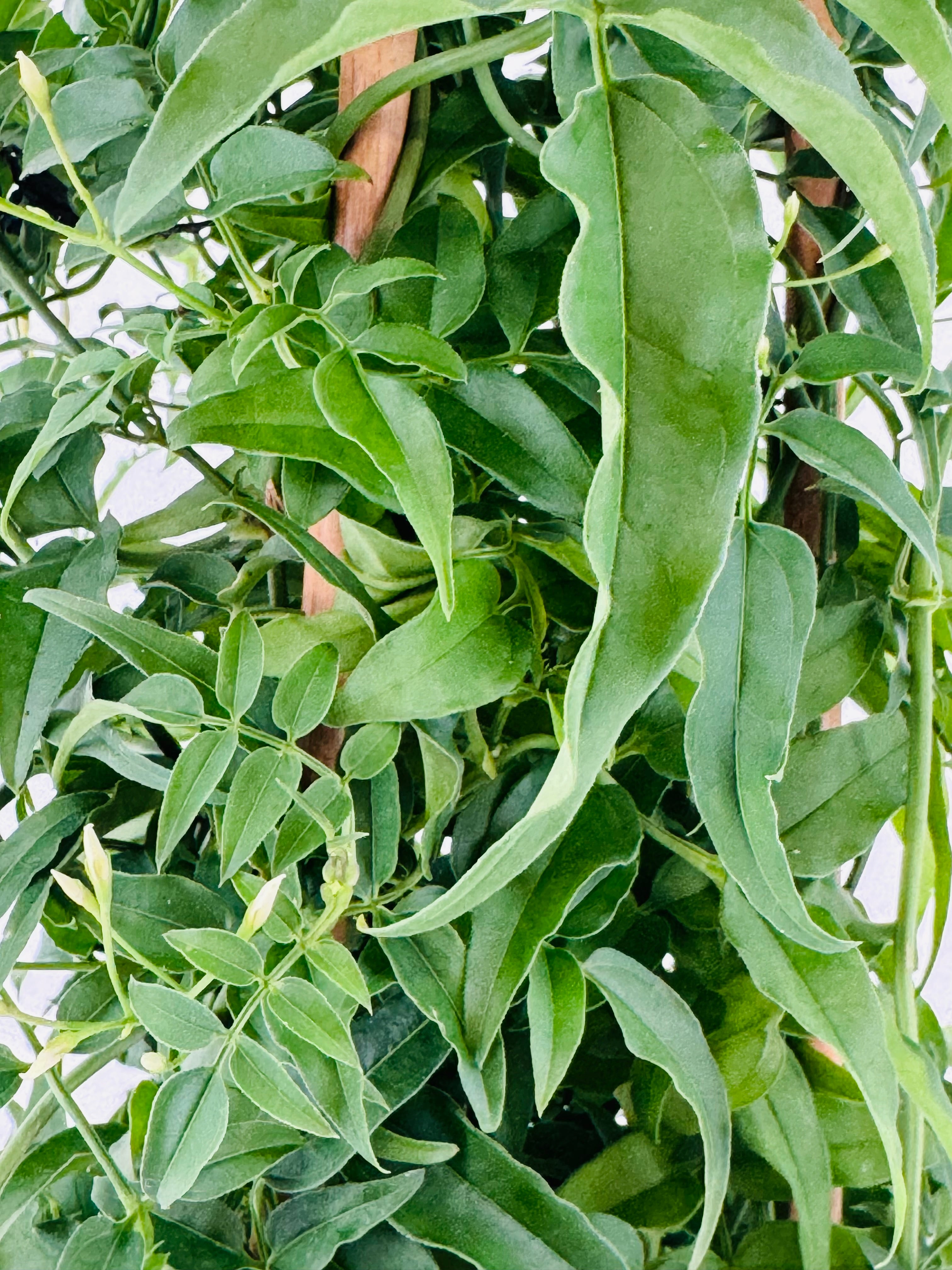 JASMINUM POLYANTHUM M17
