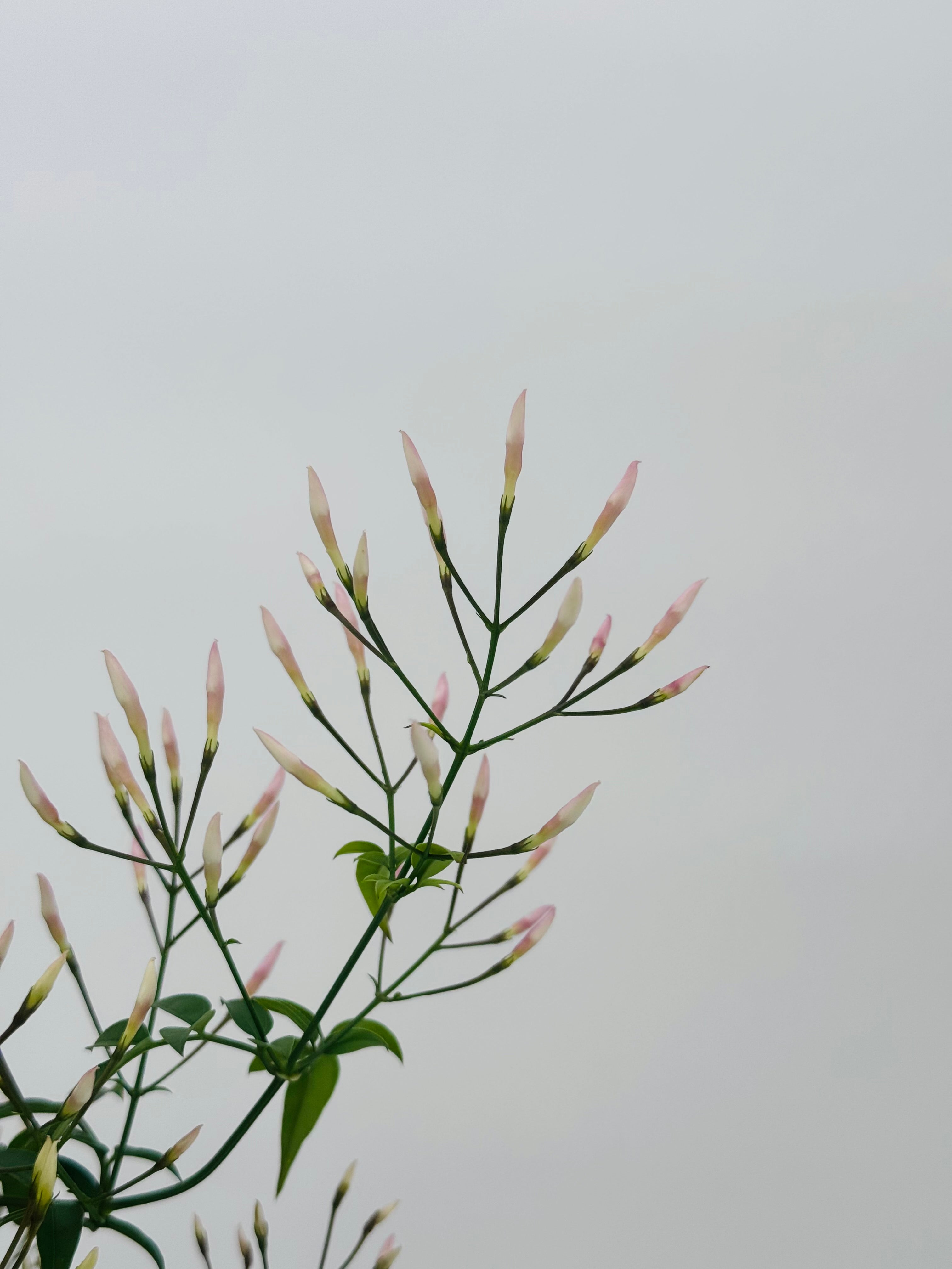 JASMINUM POLYANTHUM M17
