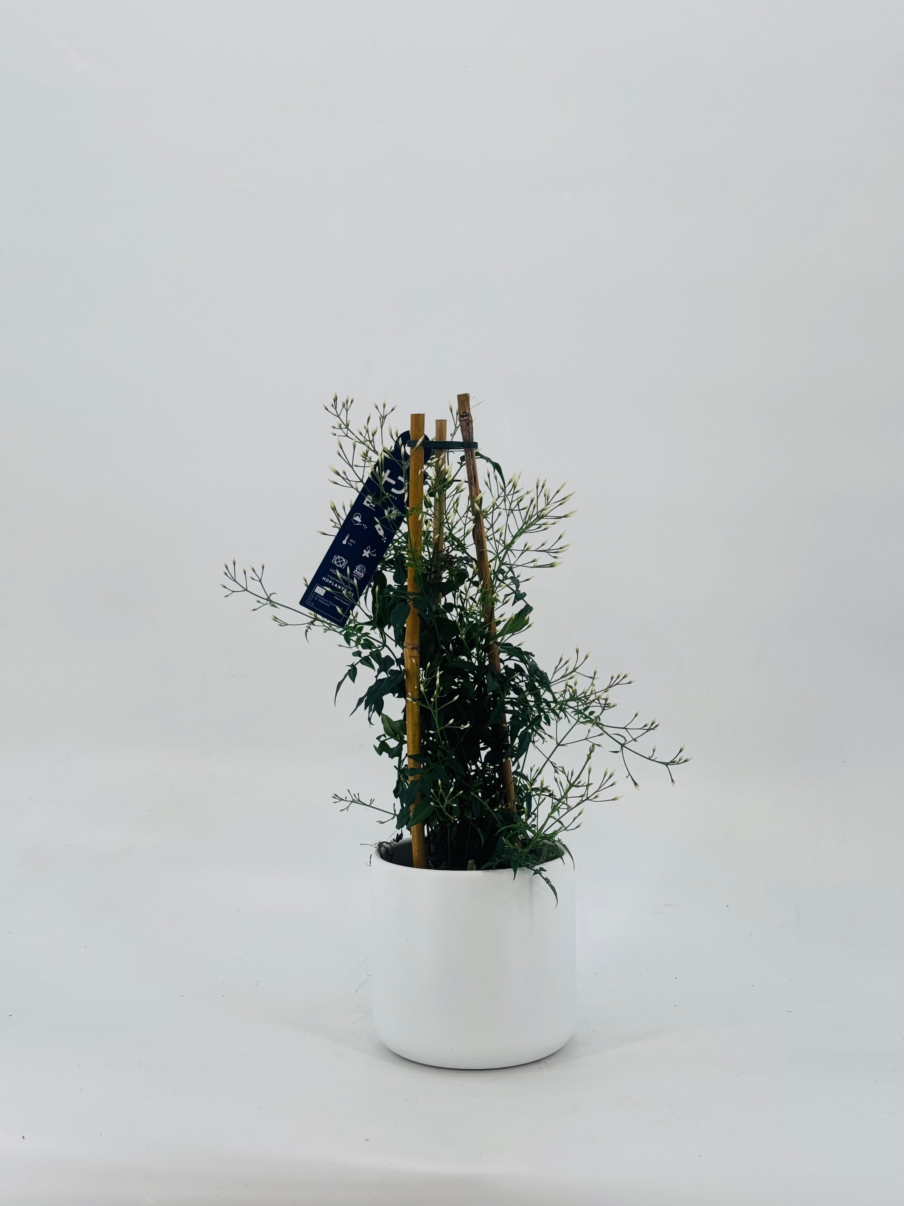 JASMIN POLYANTHUM 200 + BLANCO M12