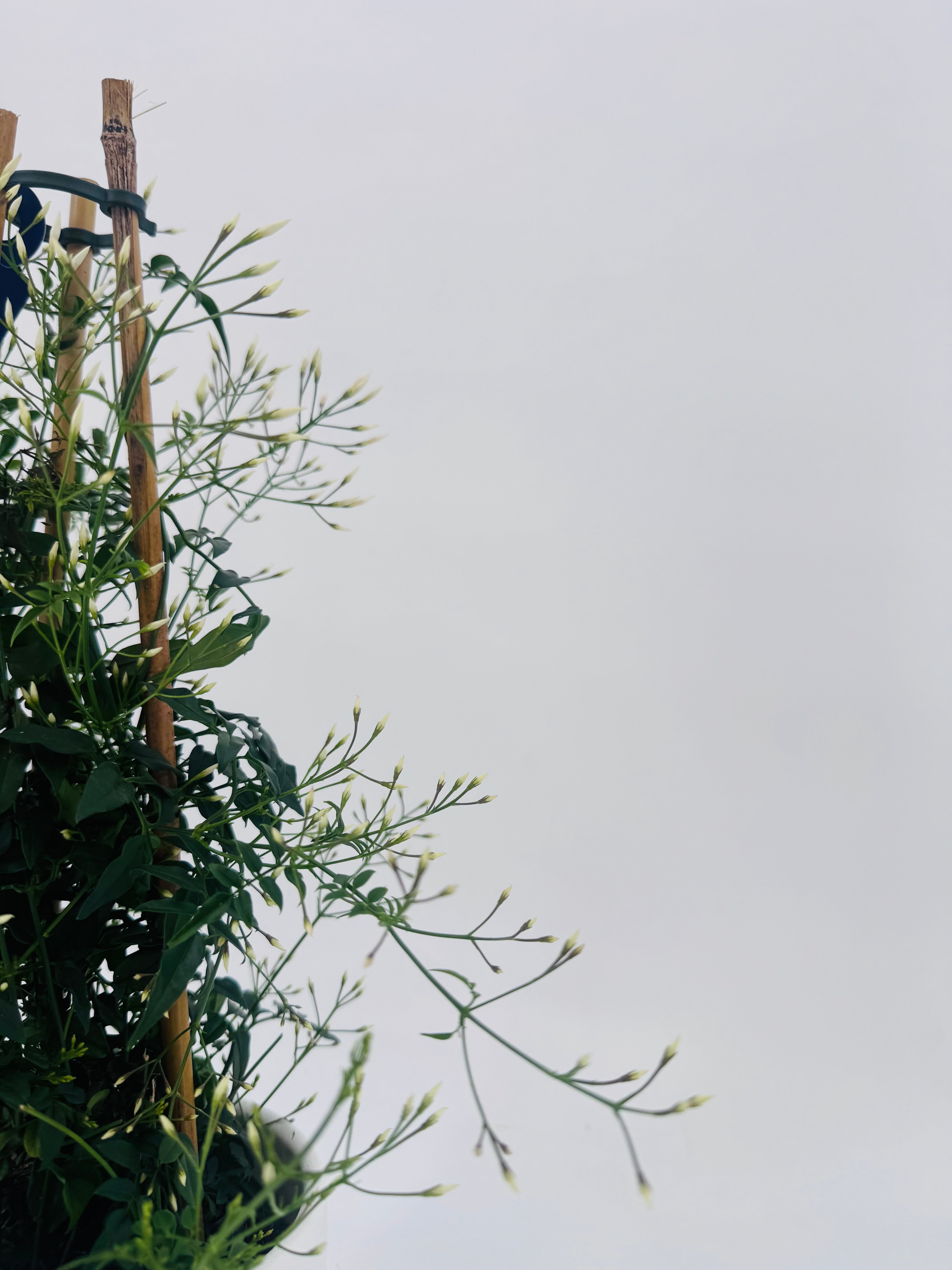 JASMIN POLYANTHUM 200 + BLANCO M12