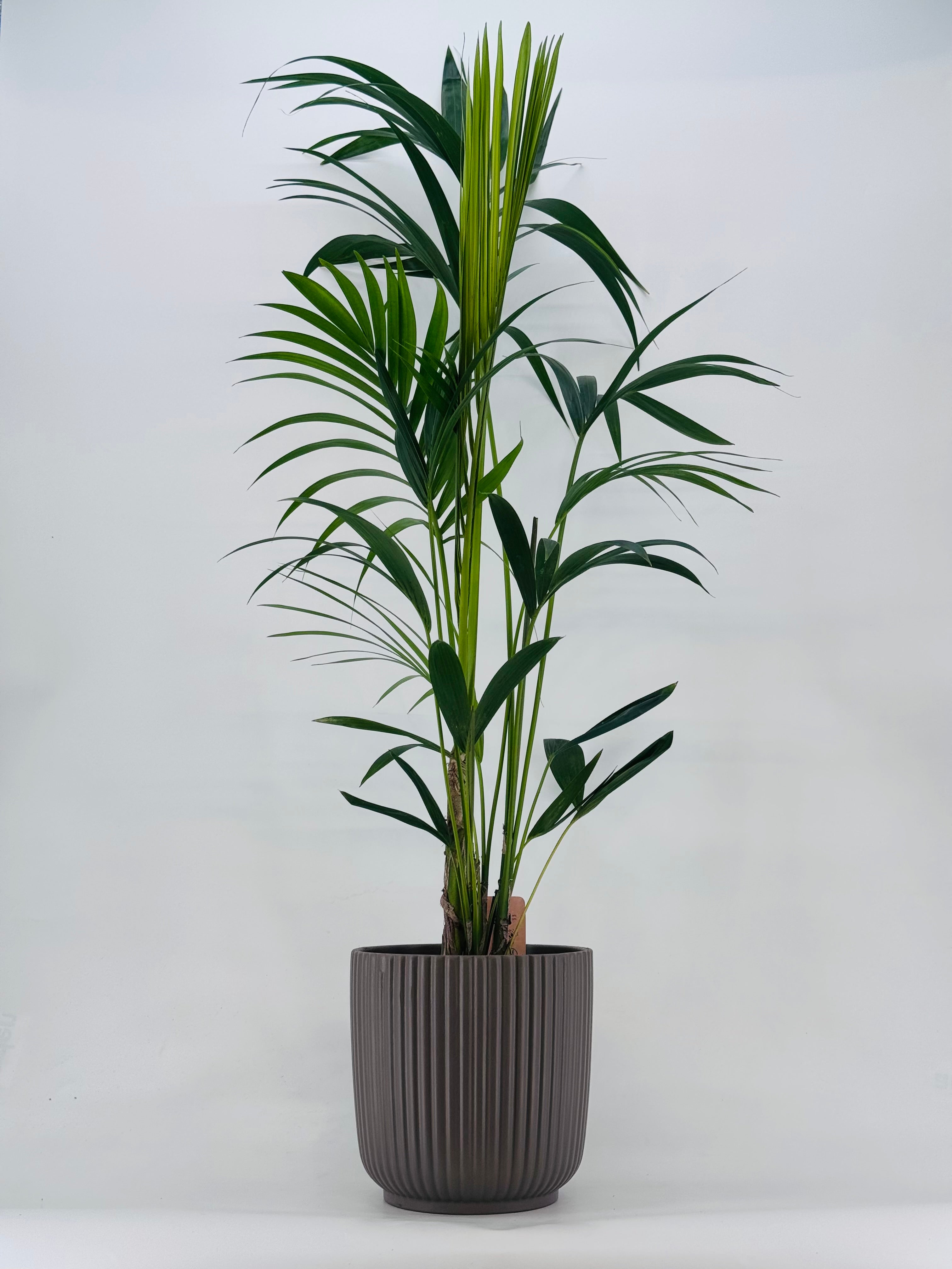 KENTIA C21 ( HOWEA FOSTERIANA) 5 PLANTAS