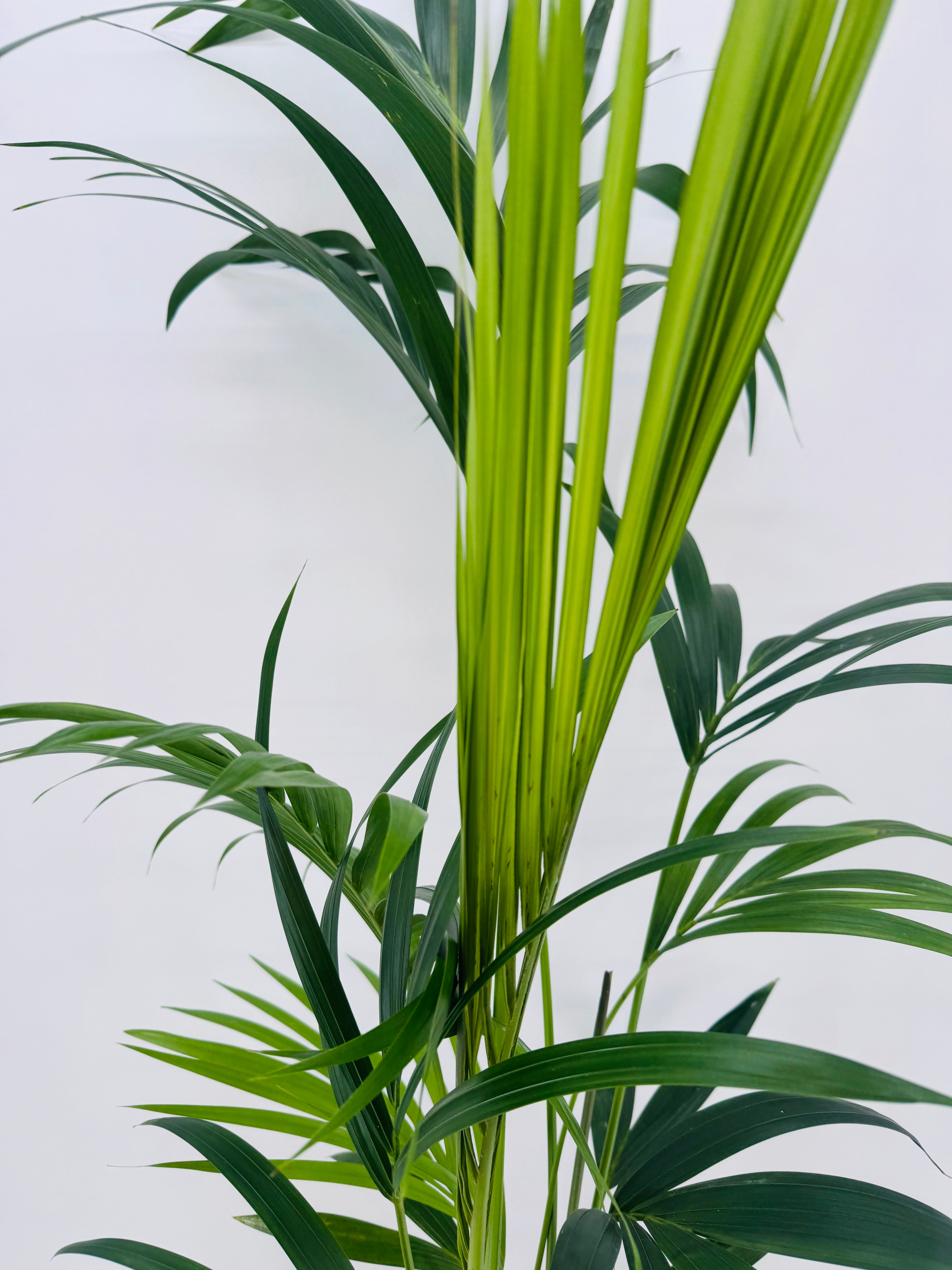 KENTIA C21 ( HOWEA FOSTERIANA) 5 PLANTAS
