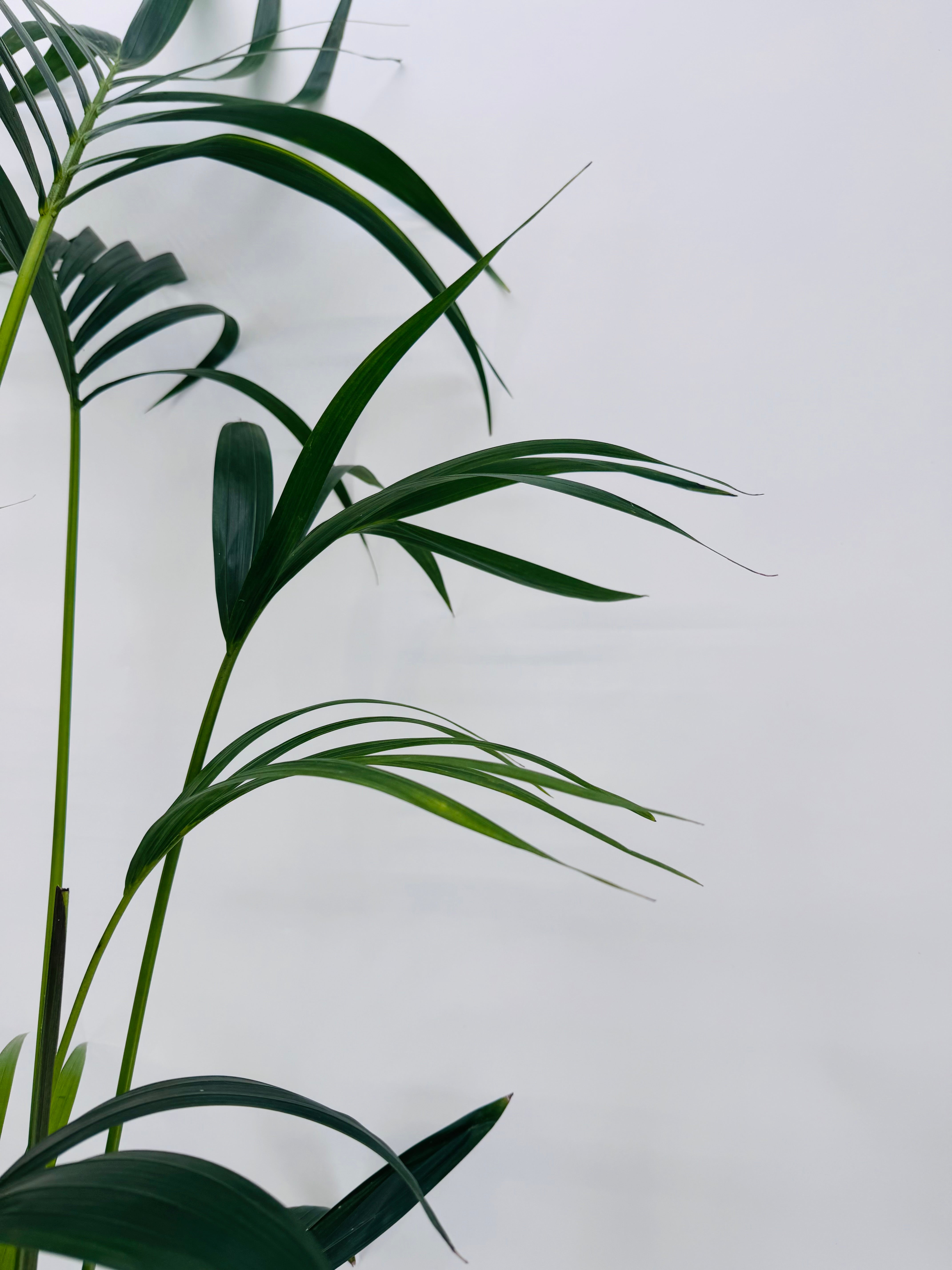 KENTIA C21 ( HOWEA FOSTERIANA) 5 PLANTAS