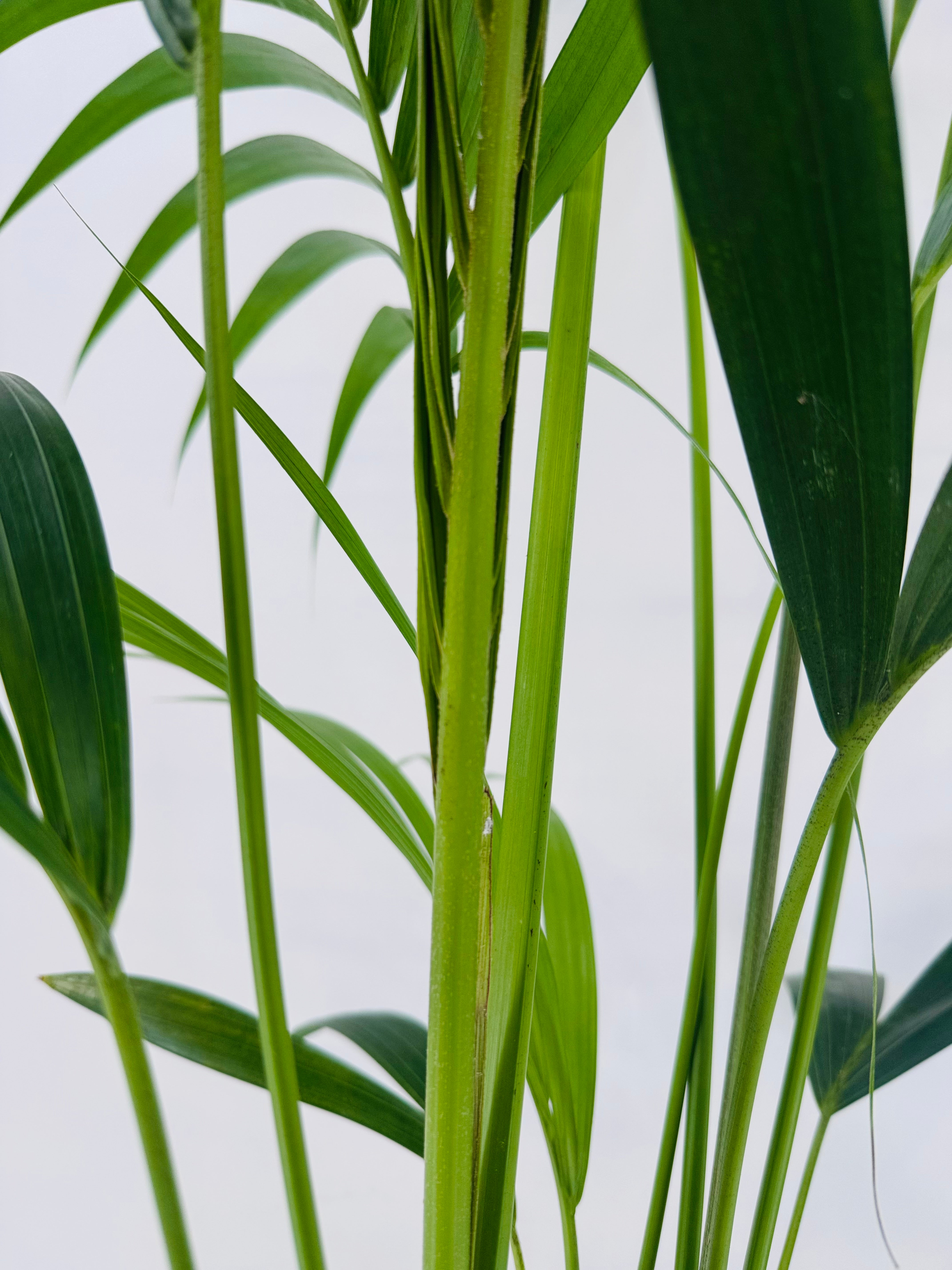 KENTIA C21 ( HOWEA FOSTERIANA) 5 PLANTAS