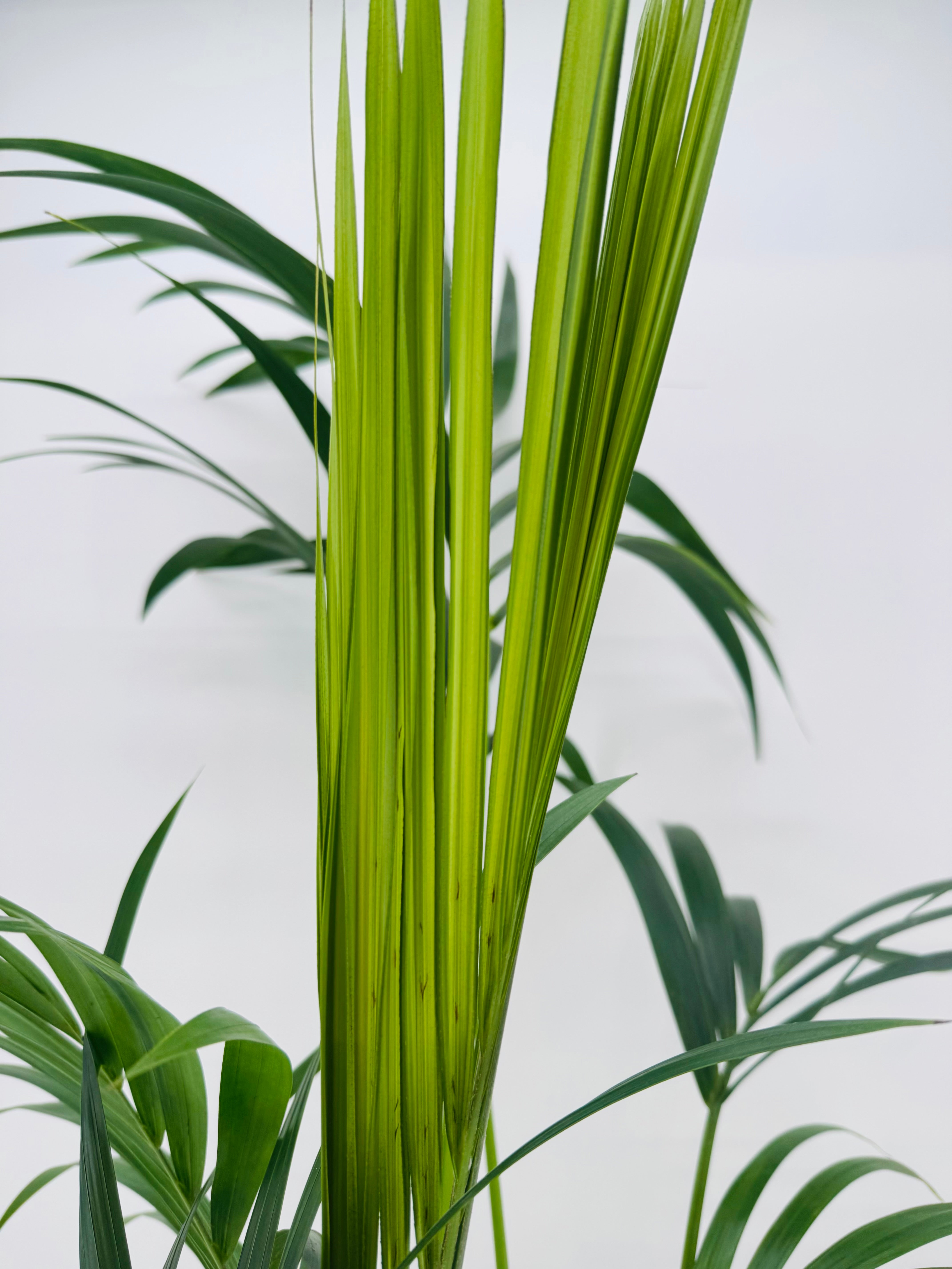 KENTIA C21 ( HOWEA FOSTERIANA) 5 PLANTAS