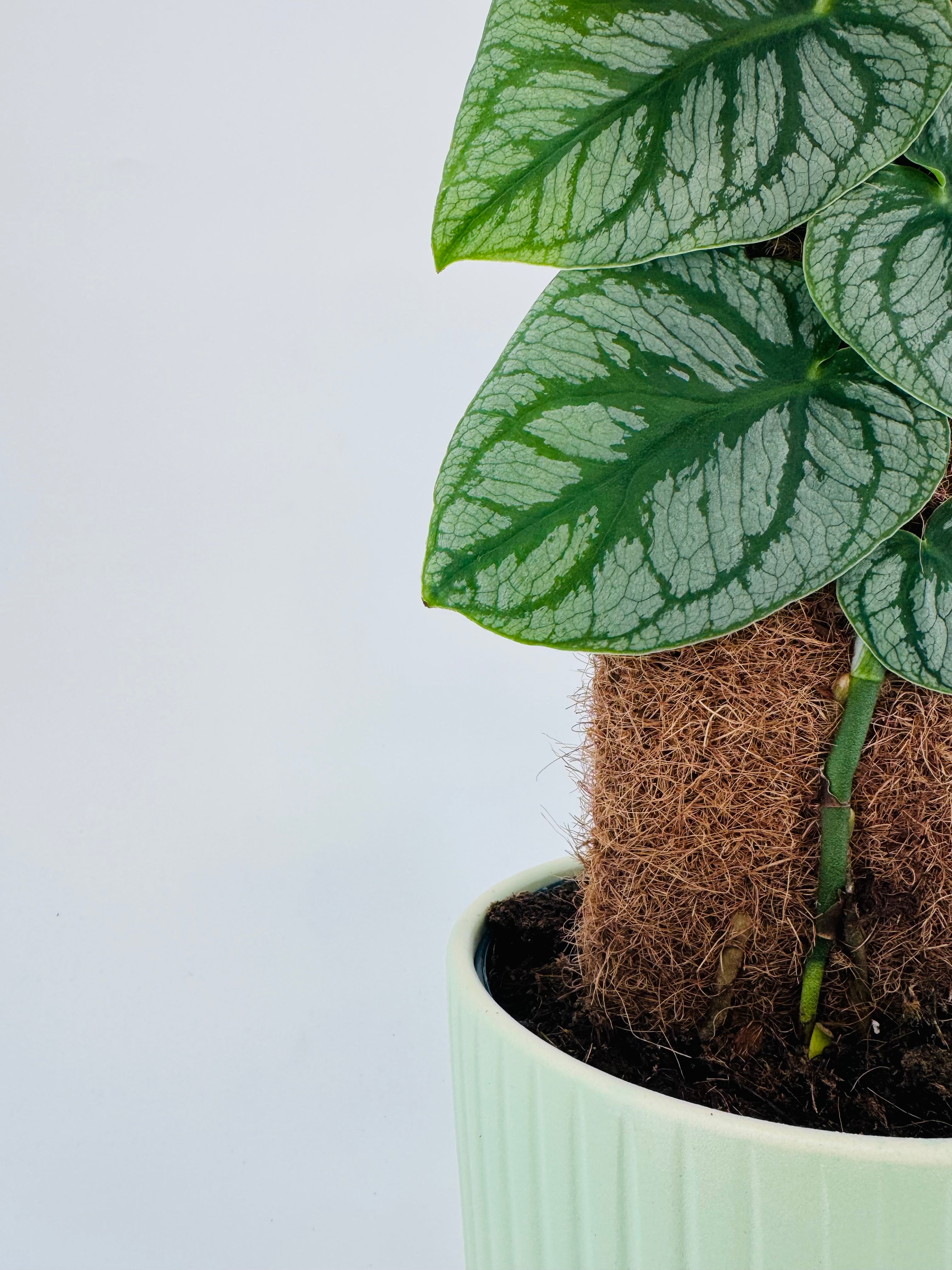 KRATISTE MONSTERA DUBIA M14