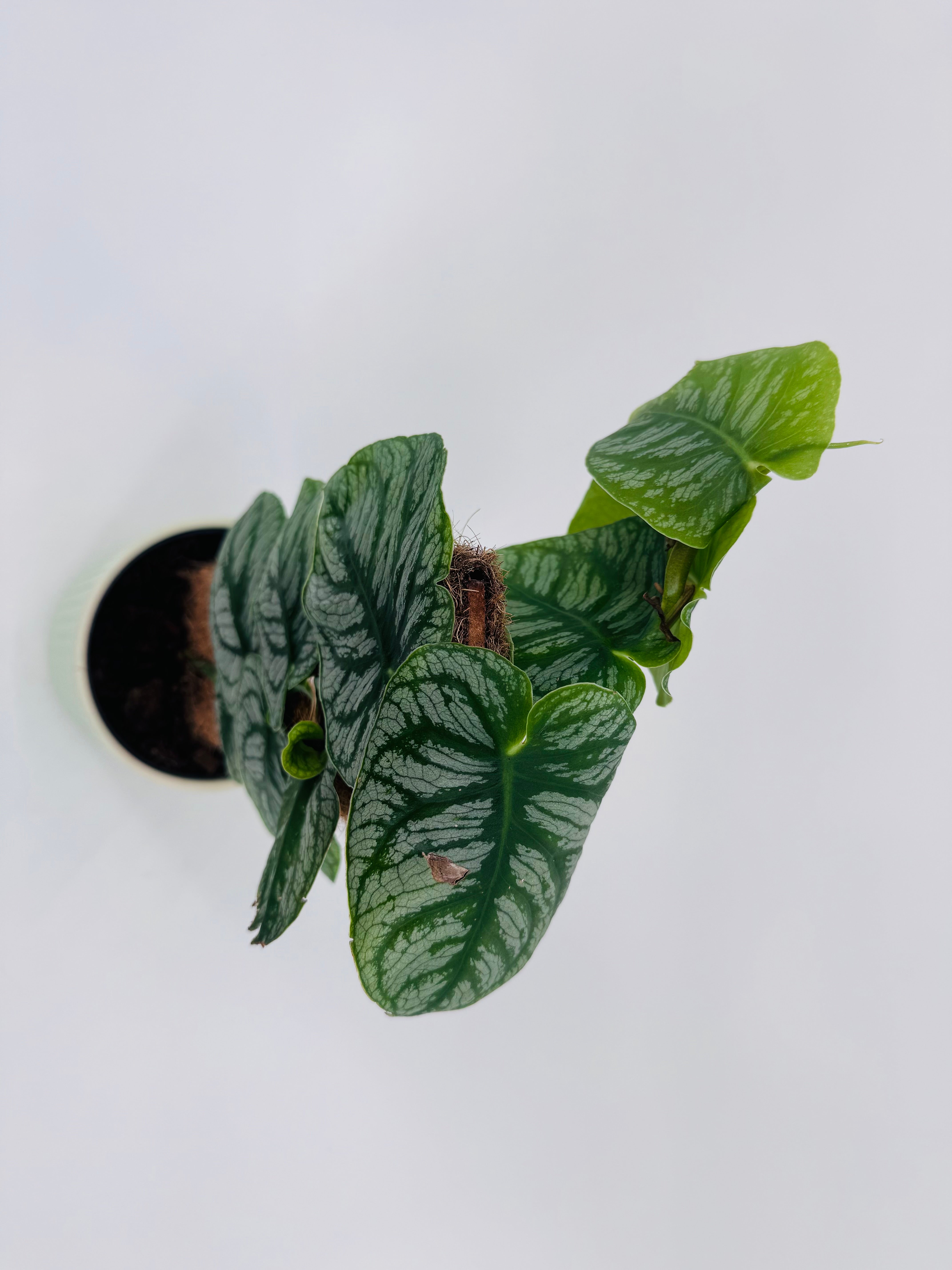 KRATISTE MONSTERA DUBIA M14