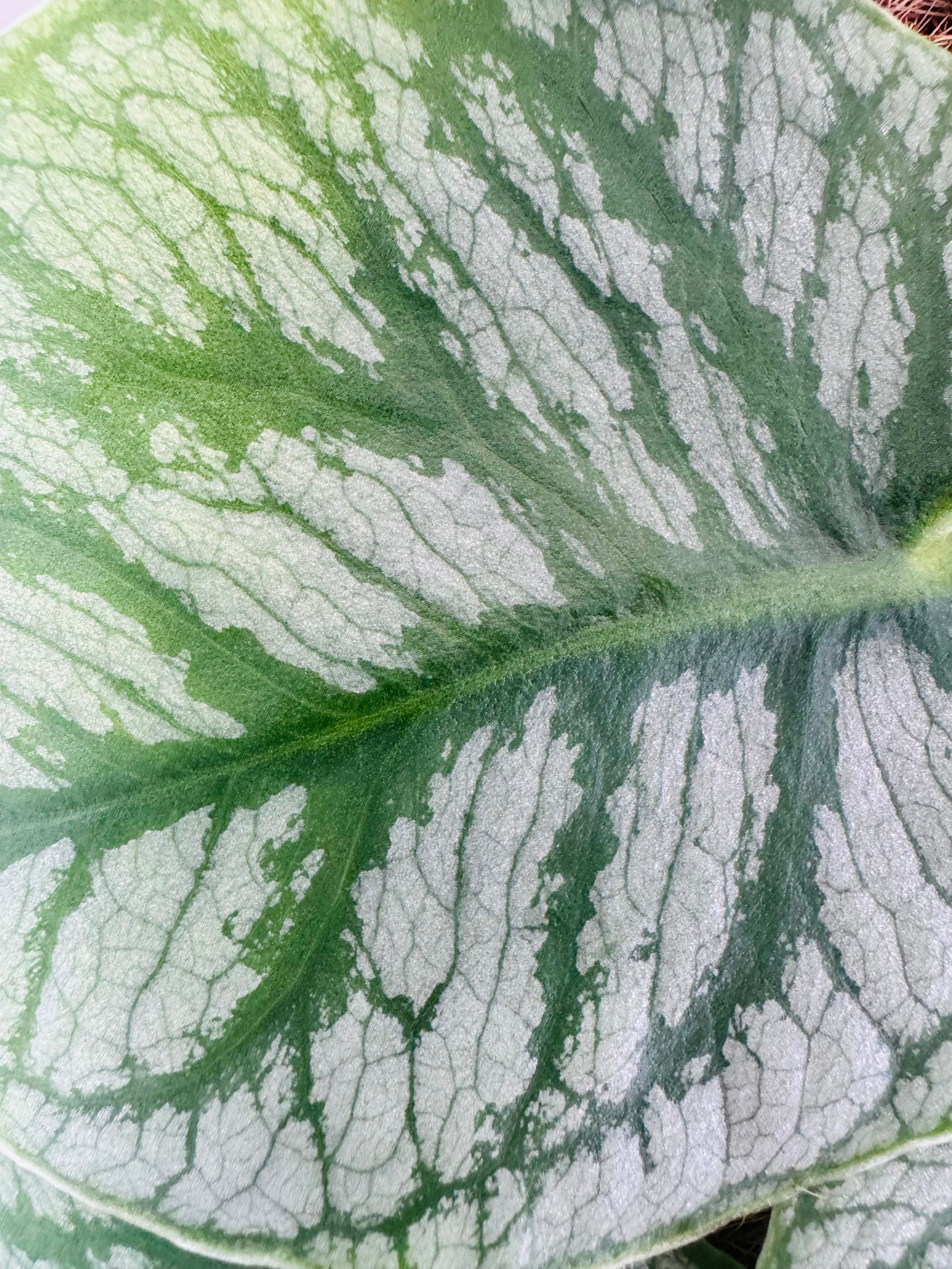 KRATISTE MONSTERA DUBIA M14