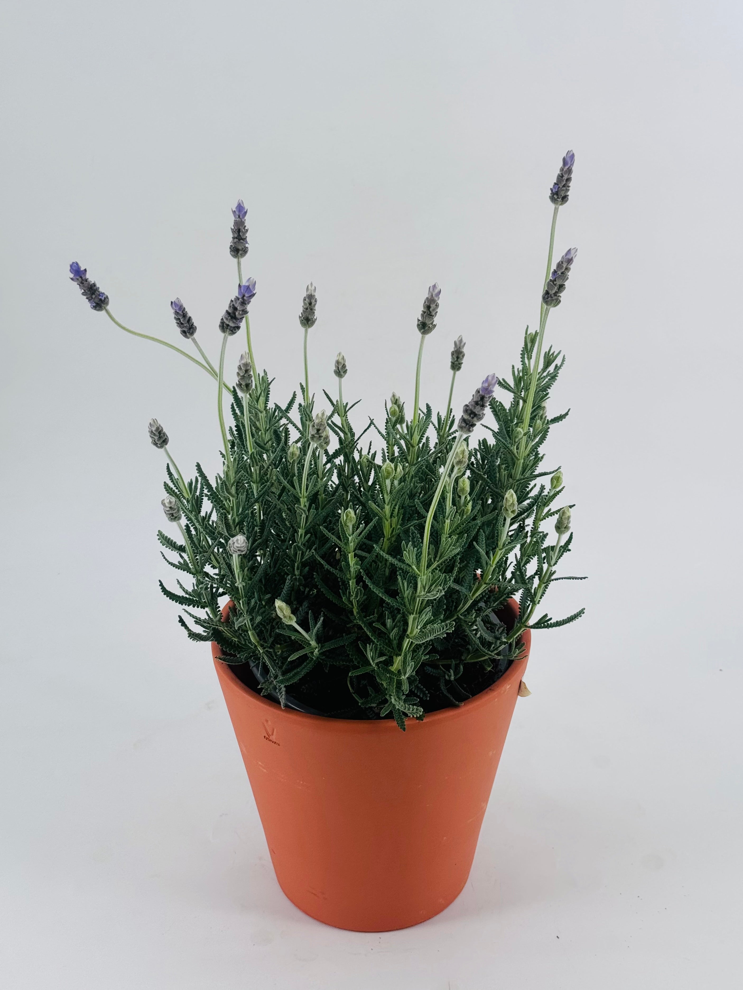 LAVANDULA DENTATA C17