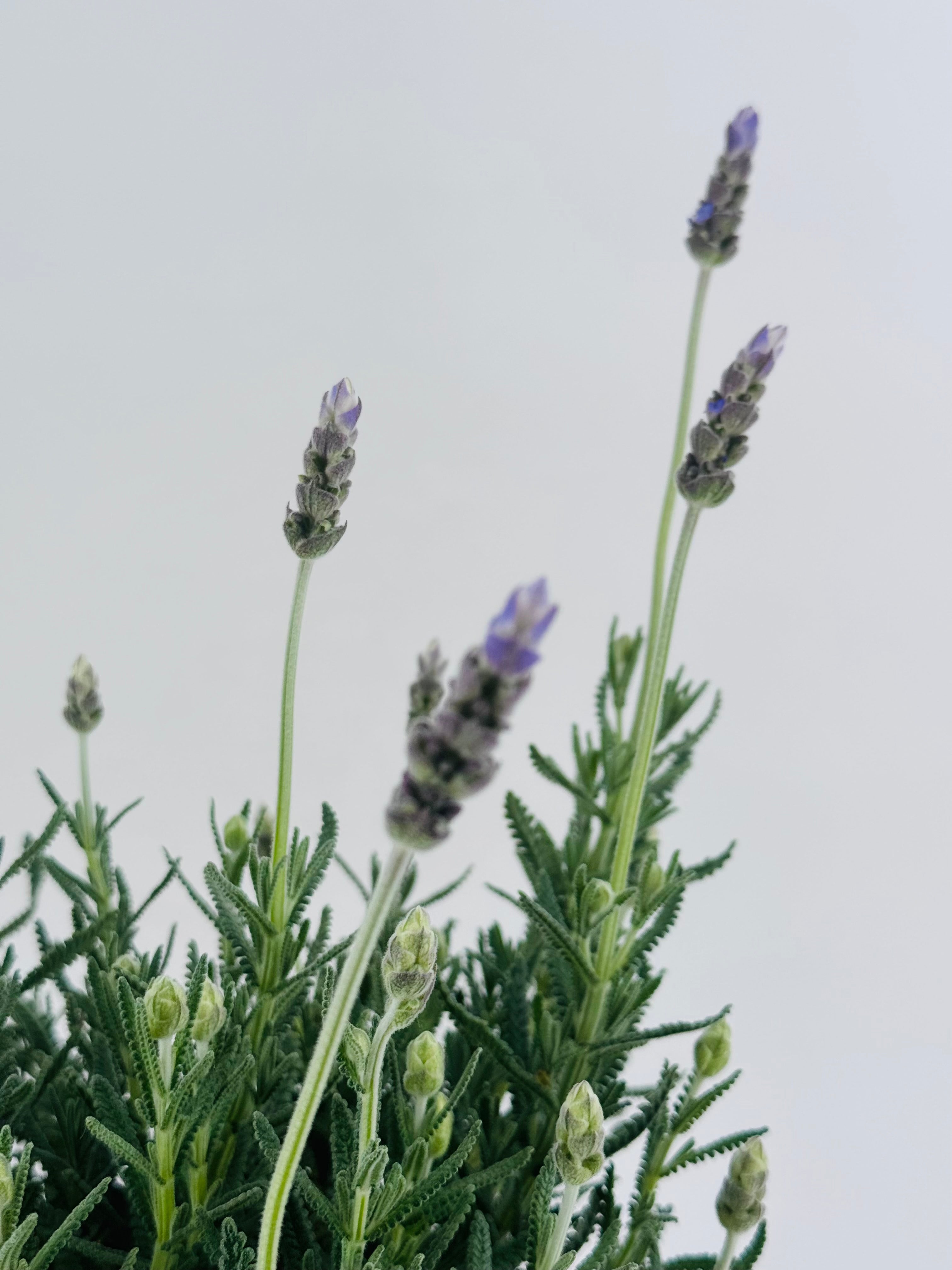 LAVANDULA DENTATA C17
